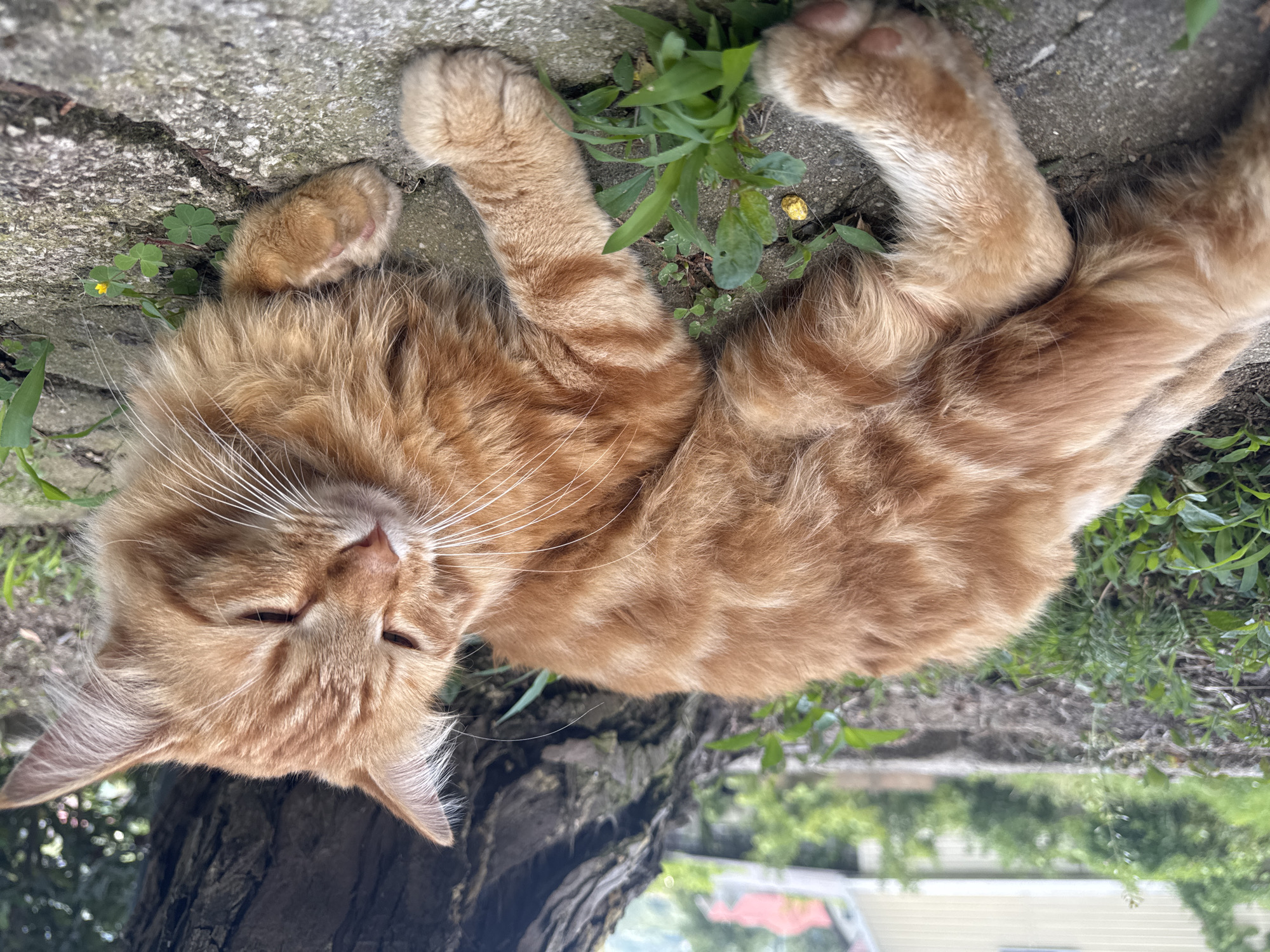 A ginger cat is lying on a stone path next to a tree trunk. The cat is mostly orange with some lighter brown stripes. It is lying on its side with its paws tucked underneath it. Its eyes are partially closed. The stone path is made up of irregularly shaped stones and there are some small green plants growing in the cracks between them. In the background, there is a blurred view of some houses and trees, suggesting an outdoor setting in a residential area. The overall lighting suggests it is daytime. The image does not contain any people or any specific indicators of the location being in Vesyoloye, Russia.