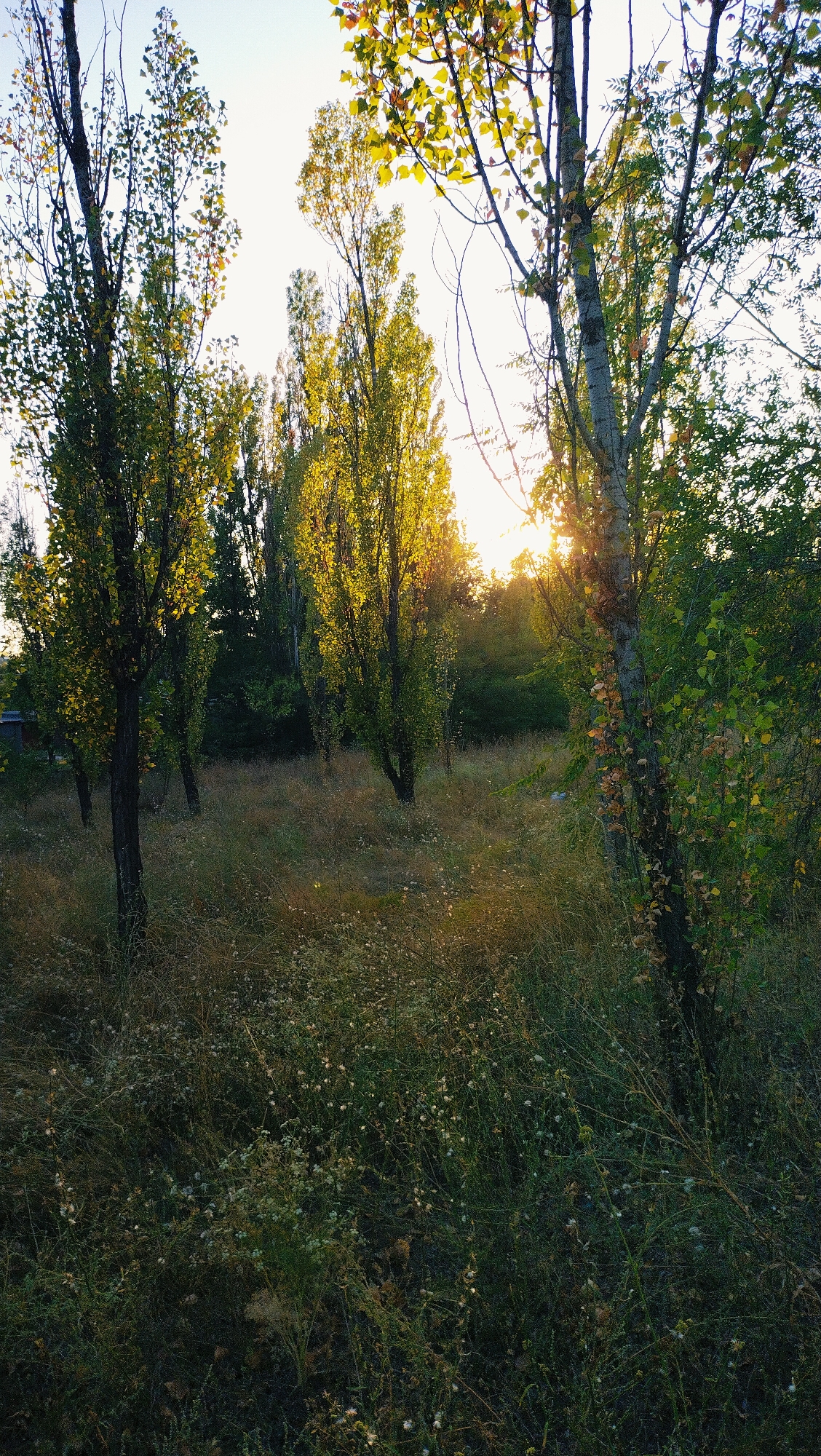 In a verdant, overgrown area of Horishni Plavni, Ukraine, tall, slender trees with slender trunks stand amidst a dense thicket of grass and wildflowers. The sun, a brilliant orb of light, peeks through the canopy of leaves, casting a warm glow on the scene. The trees, with their sparse foliage, create a dappled effect of light and shadow on the ground. The grass, a mix of green and dried stalks, is interspersed with small white wildflowers, adding a touch of delicate beauty to the wild landscape. The overall impression is one of natural abundance and untamed wilderness, a serene corner of the city that seems untouched by the urban bustle.