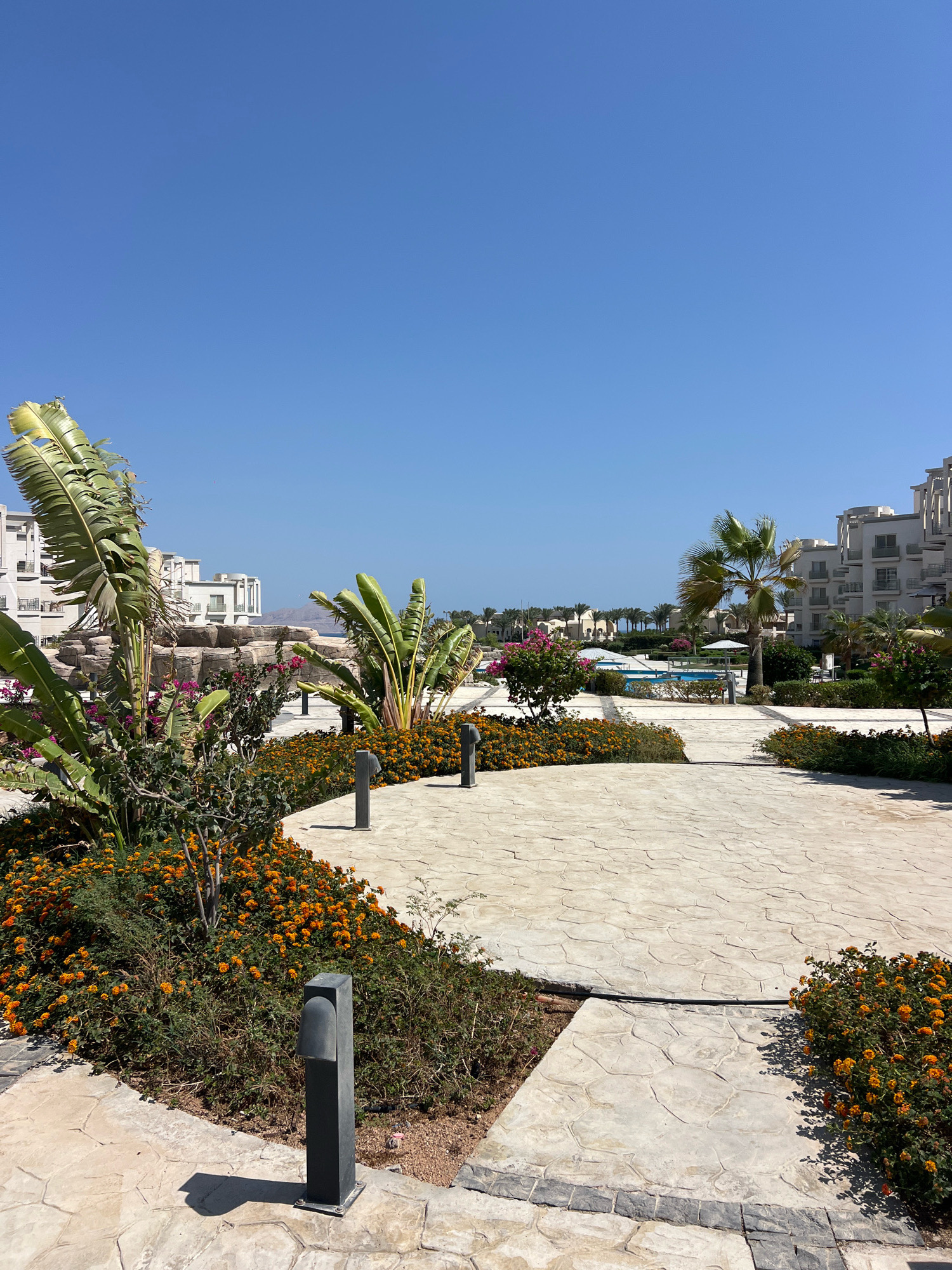 The image captures a sun-drenched scene in Sharm El Sheikh, Egypt, likely at a resort or hotel. A clear blue sky dominates the upper portion of the frame. In the foreground, a paved walkway made of light-colored, irregularly shaped stones curves through a landscaped area. Flanking the walkway are lush green bushes and vibrant orange flowers, with a few scattered pink blossoms. Large, tropical-looking plants with broad green leaves, possibly banana or bird of paradise plants, stand tall.
Beyond the immediate landscaping, a low, artificial rock formation is visible, creating a textured backdrop. In the midground, a swimming pool with turquoise water is partially visible, with white umbrellas providing shade. Palm trees and other greenery are scattered around the pool area.
The background features multi-story white buildings with balconies, characteristic of resort architecture. Further in the distance, more palm trees line the horizon, and hints of mountains can be seen against the sky. The overall impression is one of a well-maintained, sunny outdoor recreational space. There are no people or animals visible in the scene. The lighting suggests it is daytime, likely late morning or early afternoon, with strong sunlight casting shadows.