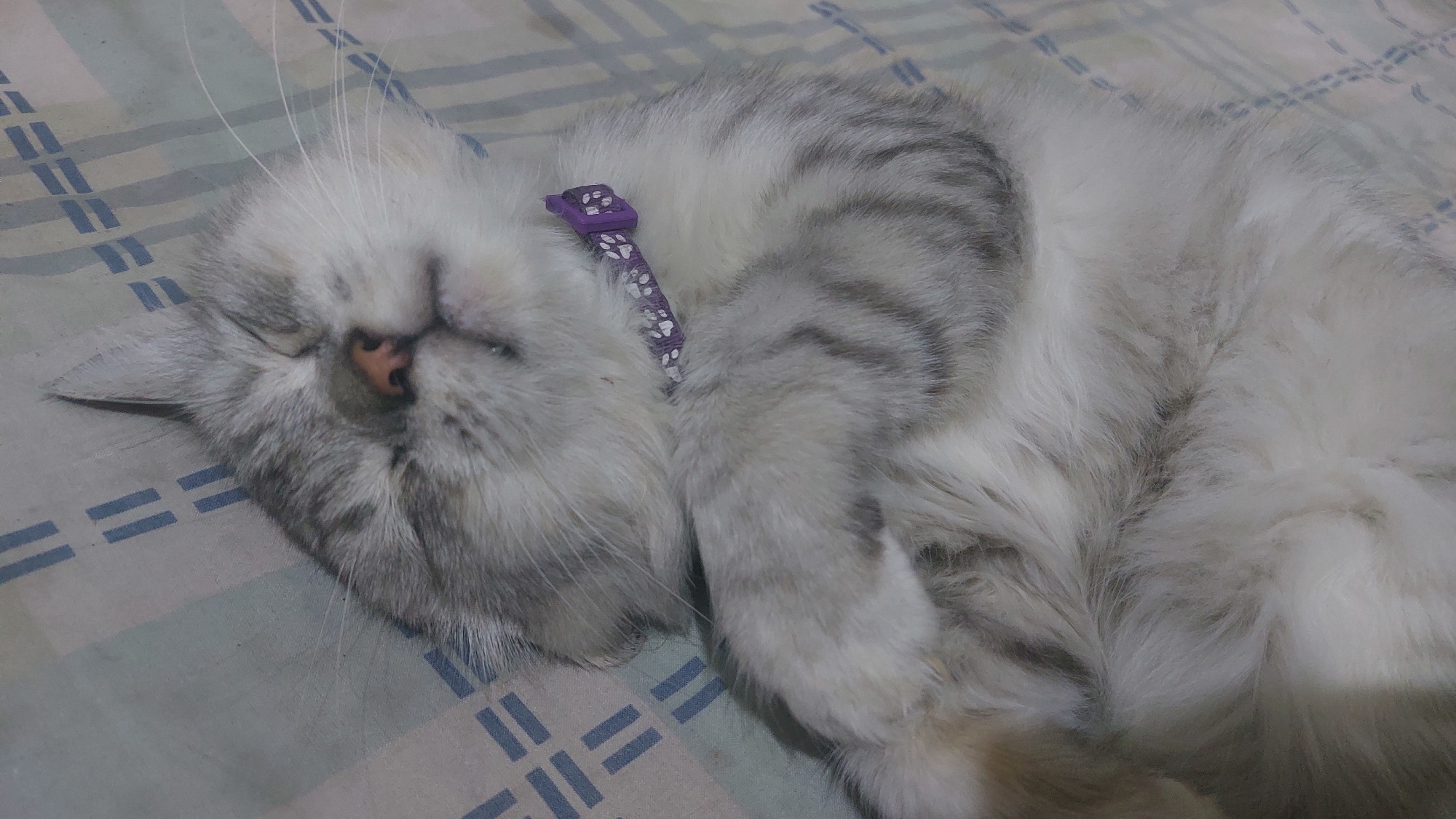 A silver tabby cat is sleeping on a bed with a blue and white checkered pattern. The cat is wearing a purple collar with white paw prints. The cat's eyes are closed and its head is resting on its paws. The background is a soft focus of the bed. The image was taken in Jatirogo, Indonesia.