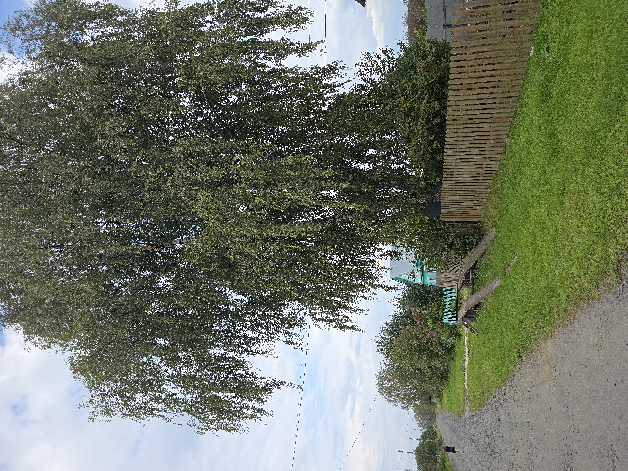 The image depicts a rural scene with a large birch tree dominating the foreground. A dirt road runs along the left side of the frame, with a person walking away from the viewer. To the right of the road, there is a grassy area with a wooden fence and a small, turquoise-colored house with a gray roof. The sky is partly cloudy. This scene appears to be a typical village setting in the outskirts of Magnitka, Russia, characterized by its unpaved roads, wooden fences, and simple wooden houses surrounded by vegetation.