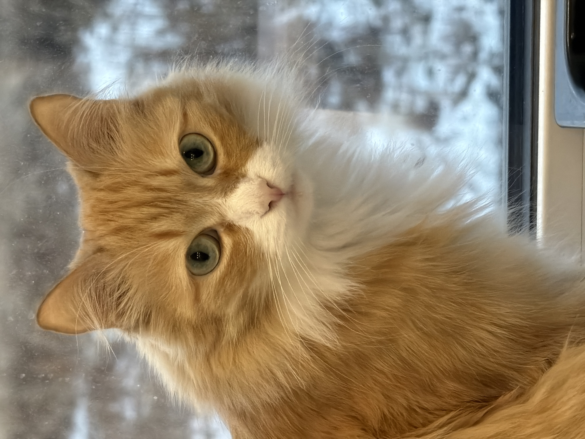 An orange and white long-haired cat with green eyes is looking directly at the camera, tilting its head slightly to the left. The cat is indoors, close to a window. The background visible through the window appears to be an out-of-focus scene of bare trees, likely in winter. A window frame and handle are visible in the upper right corner. There is no definitive evidence to conclude that the picture was taken in Krasnoyarsk, Russia.