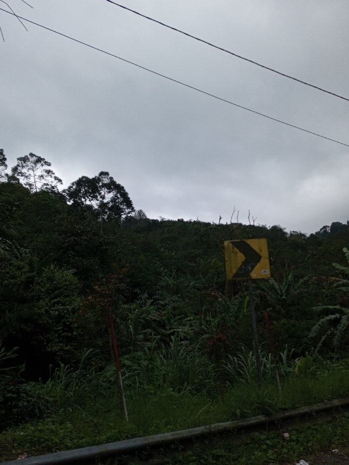 The image depicts a static outdoor scene in Boommlog, Bhutan, characterized by a mountainous, heavily vegetated environment under an overcast sky. The upper third of the frame is dominated by a light grey, uniformly cloudy sky. Two dark, thin linear objects, consistent with overhead wires or power lines, traverse the sky horizontally from left to right.
The midground and background consist of a densely forested hillside, ascending steeply and covered in various shades of dark green foliage from numerous trees, shrubs, and ground cover. In the lower-midground, to the right of the frame's center, a square yellow road sign is visible. It features a prominent black chevron arrow pointing sharply to the right, indicating a curve or turn in the road. The sign appears weathered or discolored with dark streaks.
In the foreground, a dark metallic grey guardrail extends horizontally across the bottom edge of the image, suggesting the presence of a road immediately in front of the viewer's position. The area between the guardrail and the base of the hillside is covered with tall, varied green grasses and other low-lying vegetation. Two thin, red and white striped marker poles are partially visible within this vegetation in the lower-left quadrant, positioned behind the guardrail. No individuals or animals are present, and no actions or interactions are depicted.