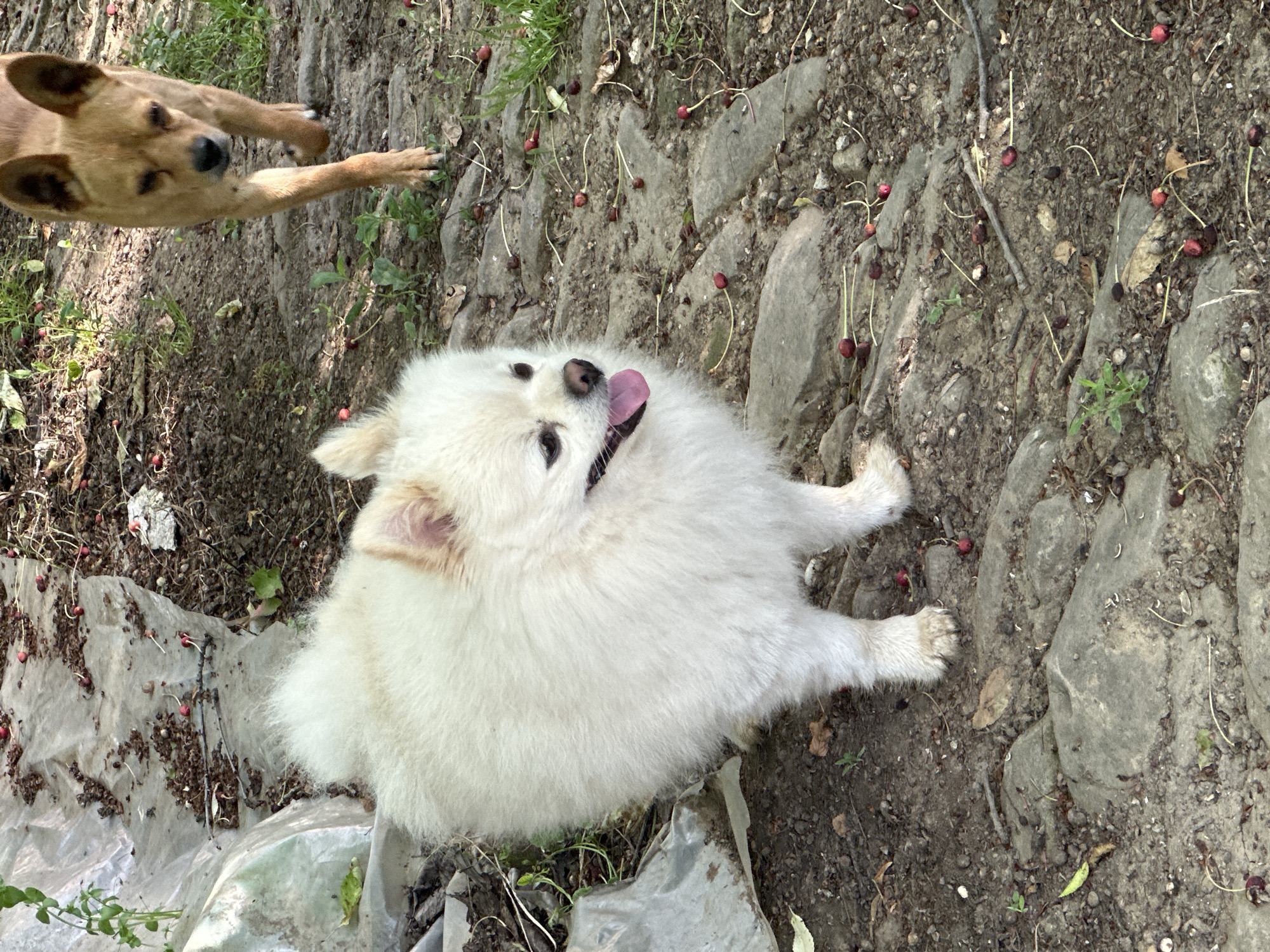 The image shows two dogs in an outdoor setting with a ground surface of dirt and rocks. A white fluffy dog lies on its back with its tongue sticking out. Above and to the left of the white dog is a brown dog partially in the frame, with its paw reaching toward the white dog. The ground is littered with small red berries or seeds. The location is Slavyani, Bulgaria.