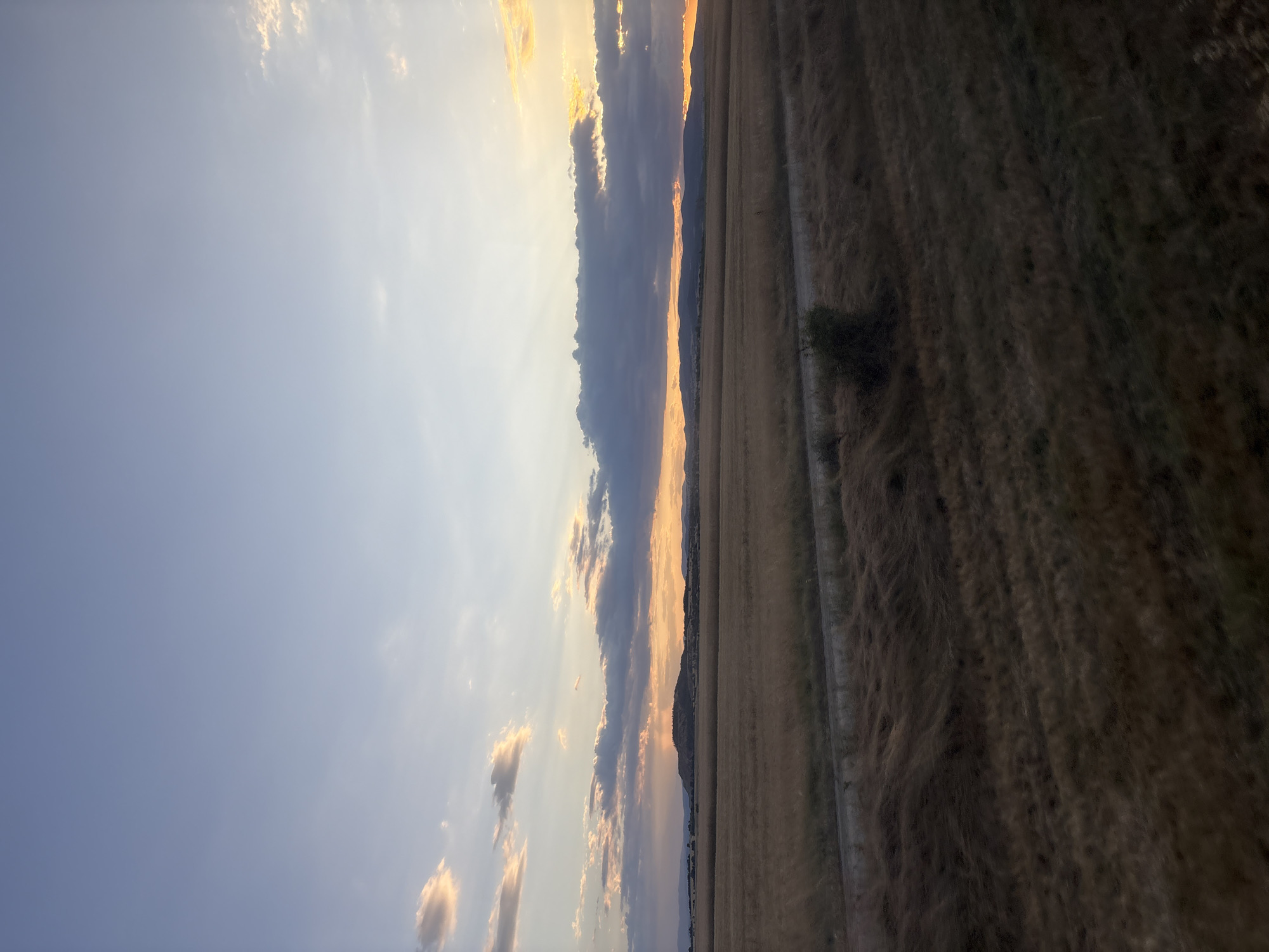 The image depicts a wide, flat agricultural field under a twilight sky. The field is covered in dry, golden-brown grass or crops, with visible rows suggesting cultivation. A narrow, dirt road or track runs horizontally across the mid-ground, partially obscured by the vegetation. A small, solitary bush is located to the right of the road. In the background, a low range of hills or mountains is visible, silhouetted against the vibrant sunset colors. The sky is a gradient of soft blues and oranges, with scattered clouds tinged with yellow and pink from the setting sun. The overall impression is one of a rural landscape at dusk. The location is described as being in the city of Tsar Asen, Bulgaria. There are no people or animals visible in the image.