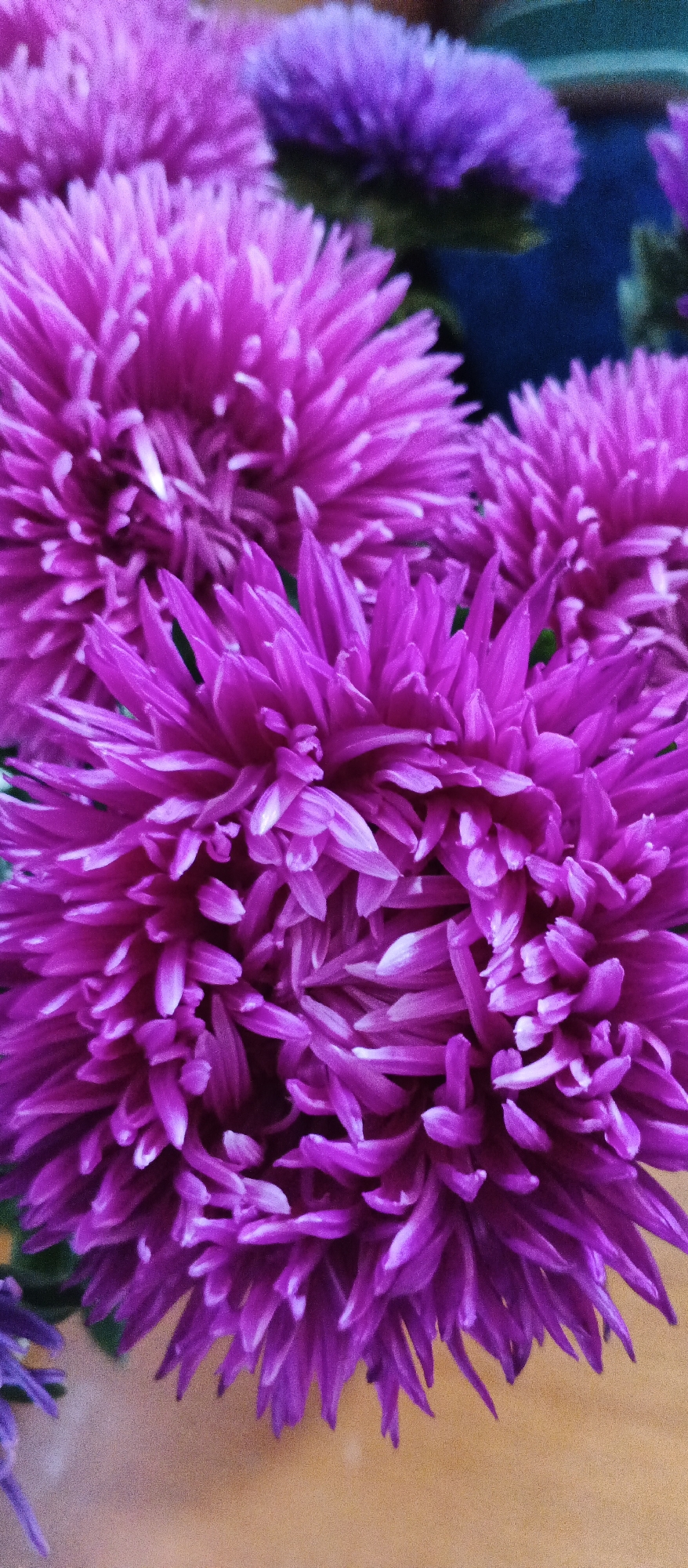 The image shows a close-up, vertically oriented photograph of several bright purple aster flowers. The flowers are in full bloom, with numerous thin, pointed petals radiating outwards from a central disk. Some of the petals have lighter tips, creating a delicate texture. The background is dark and out of focus, with hints of green foliage and possibly other flowers. The lighting is soft, highlighting the vibrant color and intricate details of the petals. There are no people or animals visible in the image. The photograph does not provide any information or visual cues related to the city of Smila, Ukraine.