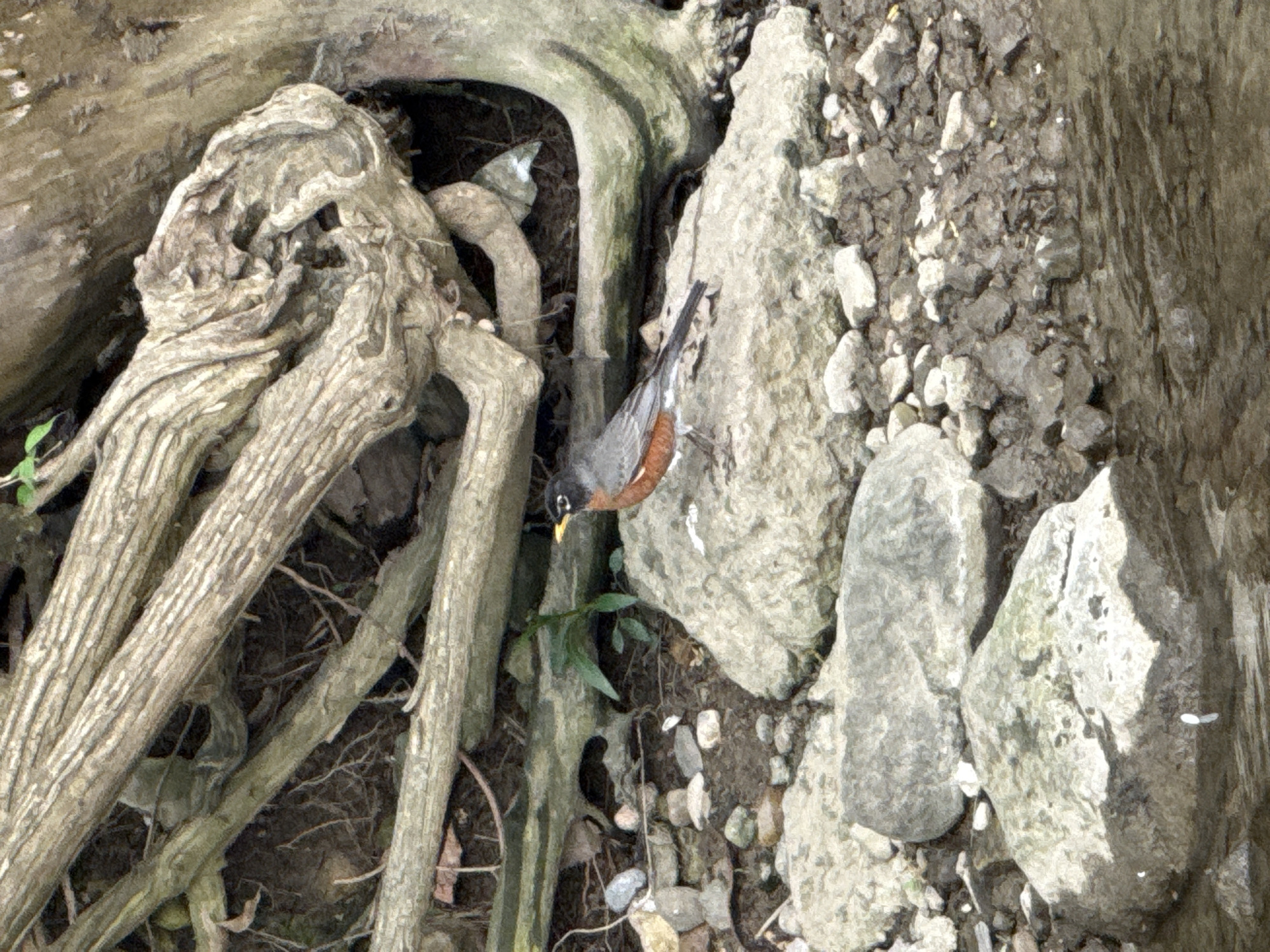 A robin is perched at the base of a tree among its roots near a rocky incline. The background consists of dirt and stones. The image was taken outdoors in Grove City, United States of America.