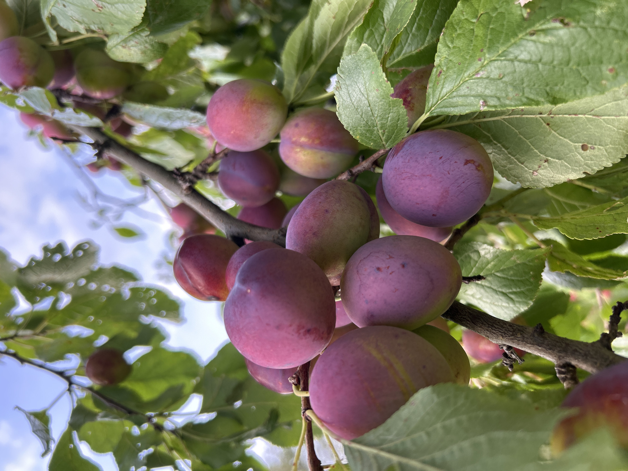 A close-up, low-angle, vertical shot shows a cluster of ripe plums hanging from a tree branch. The plums are predominantly a deep purple color, with some showing hints of red and green. They are oval in shape and appear smooth-skinned. The branch is rough and brown, with several smaller twigs and buds. Lush green leaves surround the plums, some of which have water droplets on them. In the background, the sky is visible, appearing overcast with patches of blue peeking through. The overall scene suggests a natural outdoor setting, likely a garden or orchard. The image does not contain any people. The location is stated to be Verkhnii Prikhon, Russia, but this cannot be visually confirmed from the image itself.