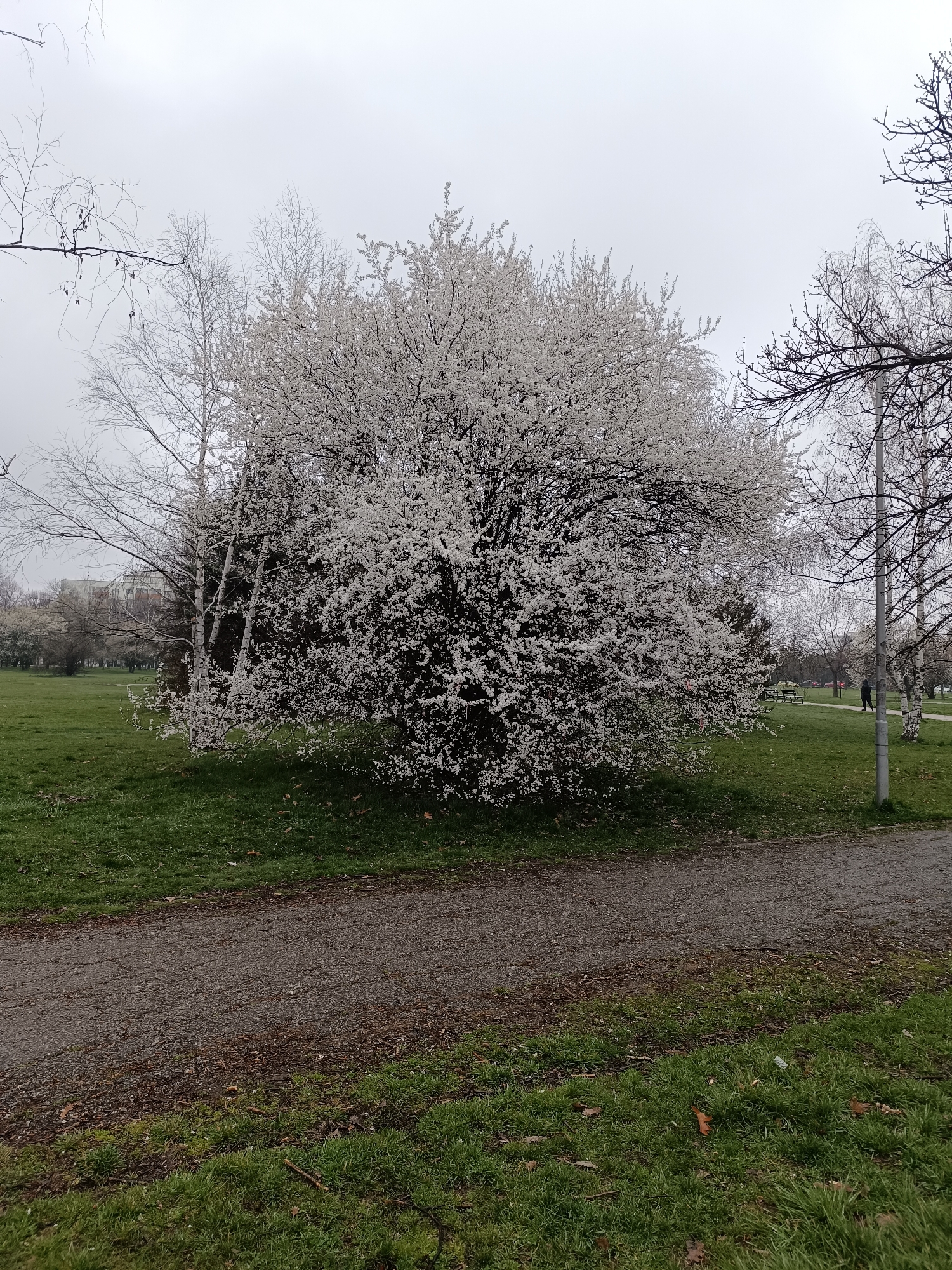 The photograph presents a park scene in Sofia, Bulgaria, under an overcast sky. The focal point is a large flowering tree, densely covered with white blossoms. To the left of this tree are several bare birch trees with their distinctive white bark. A gravel path runs through the foreground, with green grass bordering it on either side. In the background, other trees and a building are visible. Further in the background on the right side of the image, there is a light post next to a bare tree. There is one solitary figure walking in the background. Also in the background there are a few benches. The lighting suggests a cloudy day, with soft, diffused light illuminating the scene. The overall impression is one of spring in a park setting.