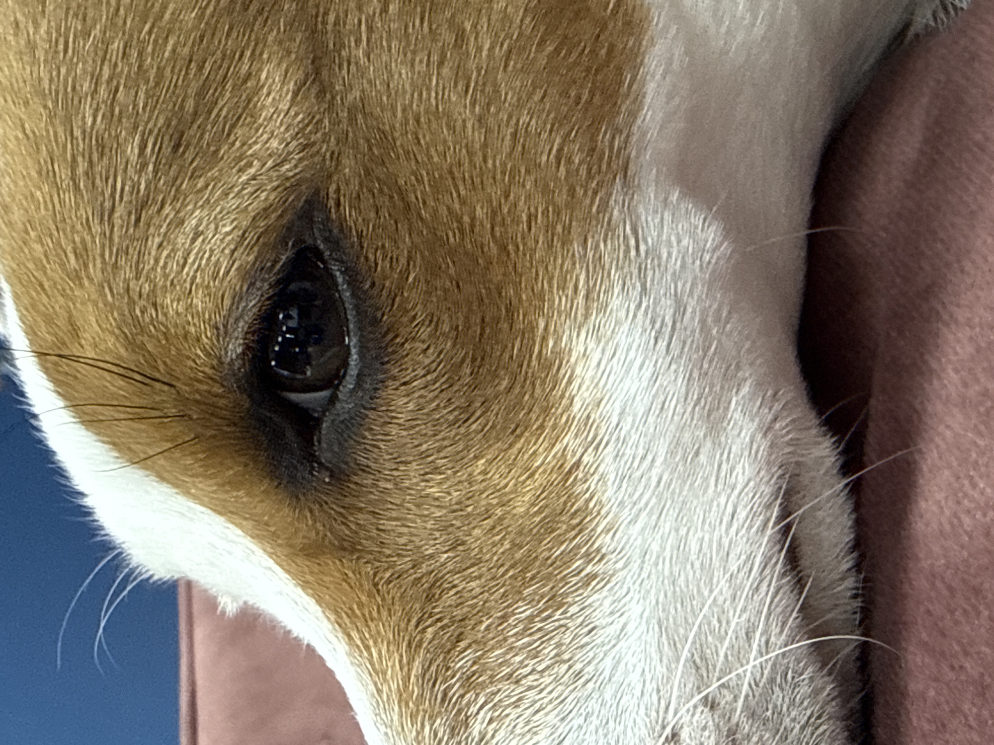 The image presents a close-up, forensic-style view of the right side of a domestic dog's face, likely a Jack Russell Terrier or similar breed. The dog exhibits short, dense fur patterned in reddish-brown (tan) and white. The prominent dark brown eye, with a visible pupil reflecting a light source, is centrally located within a field of reddish-brown fur, transitioning to white fur around the muzzle area. Several white vibrissae (whiskers) extend from the white fur around the snout and a few from above the eye. The animal's head rests on a textured surface of deep pink or maroon fabric, possibly upholstery. The upper background consists of a blurred, solid dark blue area with an indistinct horizontal line. No other subjects or actions are visible. The image does not contain any visual information to determine a specific location within Sofia, Bulgaria.