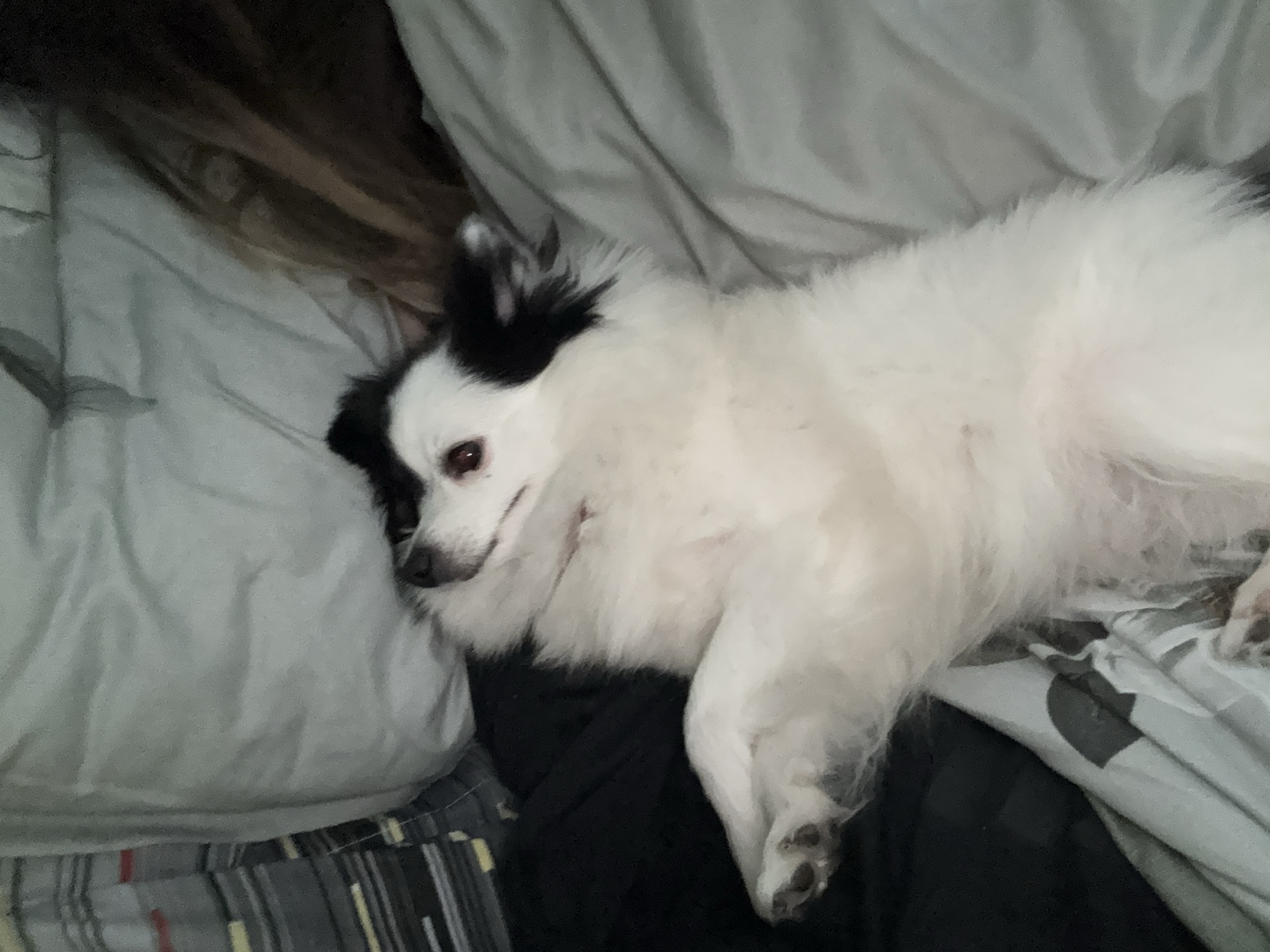 The image shows a white and black dog lying on a bed. The dog is positioned on a light gray pillow and gray patterned bedding. The dog appears relaxed with its head resting on the pillow and paws outstretched. A person's long brown hair is visible near the top left corner of the image, suggesting the dog is lying next to someone. The overall environment appears to be an indoor setting, likely a bedroom. No location information is included in the image.