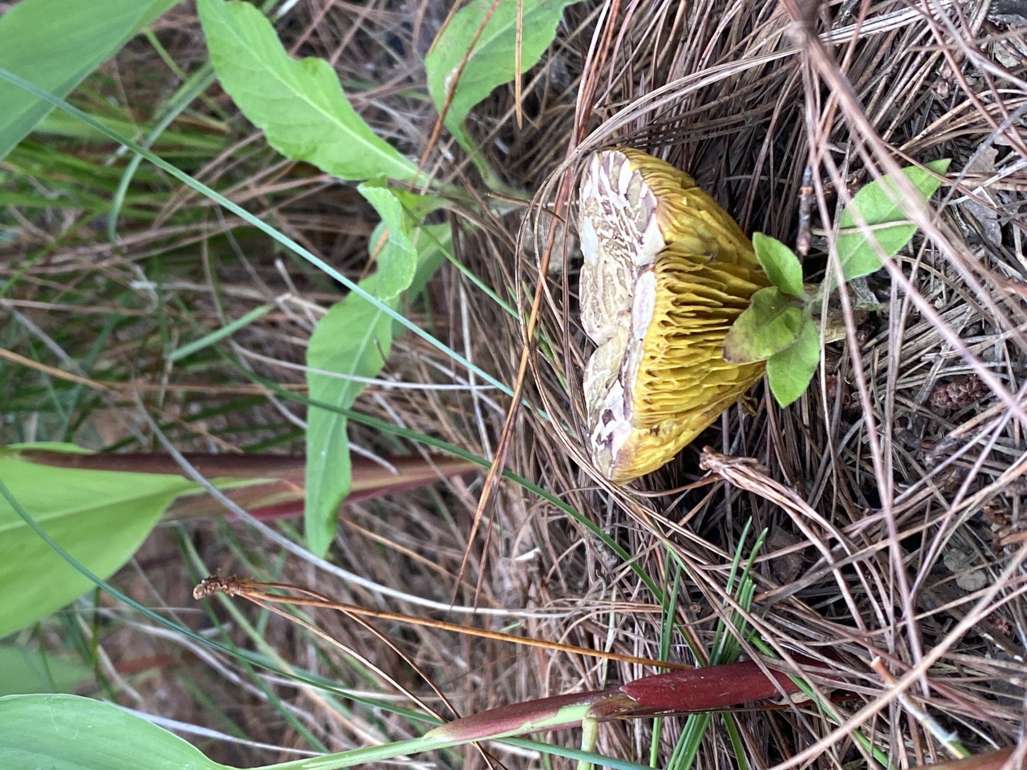 A close-up, eye-level shot captures a partially unearthed mushroom with a vibrant yellow underside, surrounded by pine needles and sparse green foliage. The mushroom cap, facing upwards, displays a distinctive pattern of beige and purplish-brown markings. The mushroom’s gills are prominently visible, radiating downwards. A thick, reddish-green stem with visible segmentation emerges from the soil to the left of the mushroom. In the background, out-of-focus green leaves and thin, dry grass create a natural, wooded environment. The scene is located in Thôn 3, Vietnam.