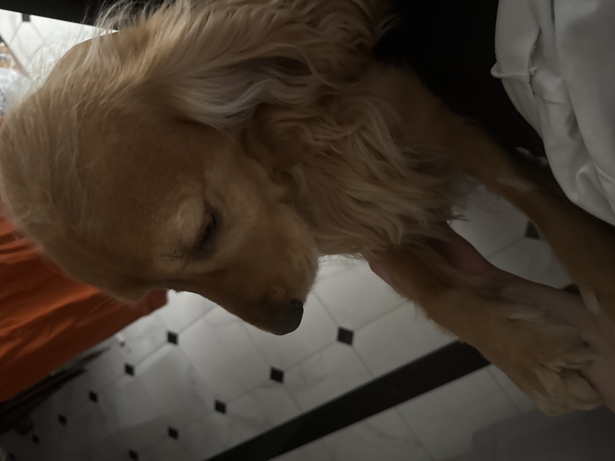 A close-up shot focuses on the head and foreleg of a tan-colored dog, likely a Cocker Spaniel or similar breed. The dog's head is turned to the left, with its eyes closed and its nose slightly down. Its fur is long and wavy, particularly around its ears. One of the dog's forelegs is resting on a person's hand, which is visible in the lower-left corner of the frame. The background consists of a patterned tile floor with black and white squares, and a blurred orange fabric in the upper left. The lighting is dim, casting shadows and creating a soft focus effect.