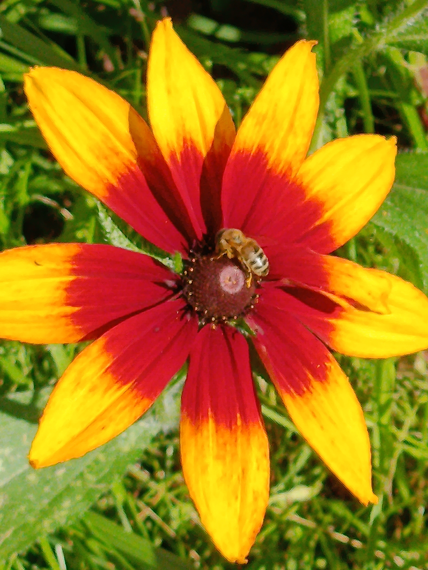 In a close-up shot, a single daisy-like flower with red petals tipped in yellow is the central focus. A small bee, its body striped in gray and black, is perched on the dark center of the flower. The background consists of lush green grass, suggesting an outdoor setting. The image does not provide any specific geographical information, thus its location in the city of Verea, Russia, cannot be determined.