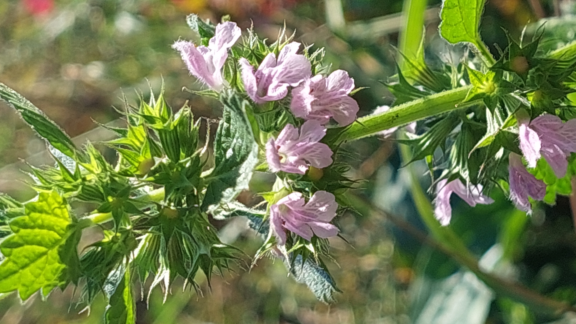 A close-up, vertical shot shows a branch of a plant with small, pinkish-purple flowers and green leaves. The flowers are tubular with ruffled petals and are clustered along the stem, some facing forward and others to the side. The leaves are serrated and have a rough texture. The background is a soft blur of green and brown, suggesting an outdoor, natural environment. The image was taken in Kozarovychi, Ukraine.