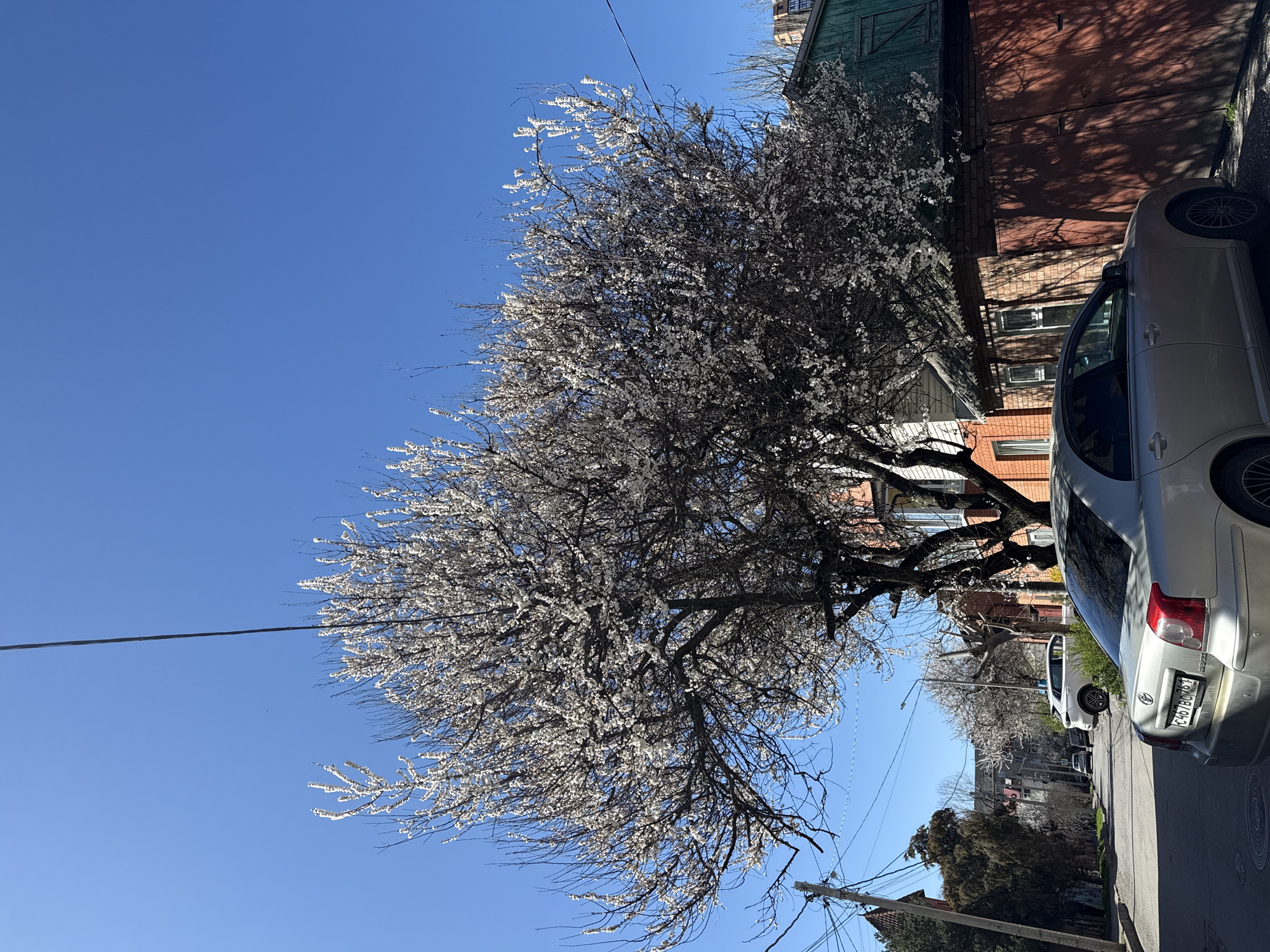 A street view in Rostov-on-Don, Russia, depicts a blossoming tree dominating the foreground, its branches laden with white flowers set against a clear blue sky. A silver car is parked along the right side of the street, partially obscuring brick buildings behind it. The street extends into the distance with additional parked cars and trees lining the sides. Power lines run across the top left portion of the sky.