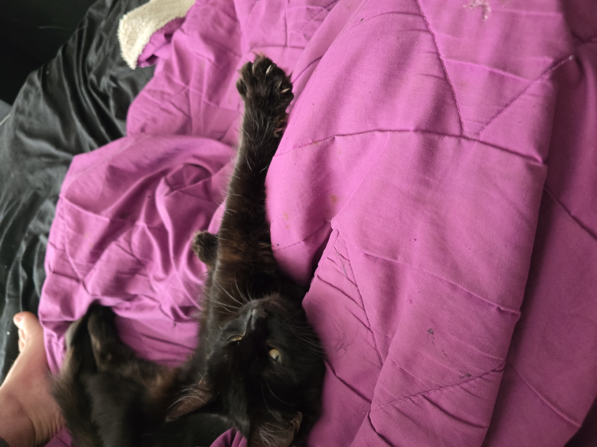 A black cat with green eyes lies on a pink comforter. The cat is on its side, with its head resting on its paw. Its left paw is extended, with its claws visible. The comforter is wrinkled and has some stains on it. The background is a dark gray comforter and a foot is visible in the top left corner of the image. The image is a close-up shot, and the focus is on the cat. The scene appears to be indoors, possibly in a bedroom. There is no information to indicate the location in the city of Stockton-on-Tees, United Kingdom.