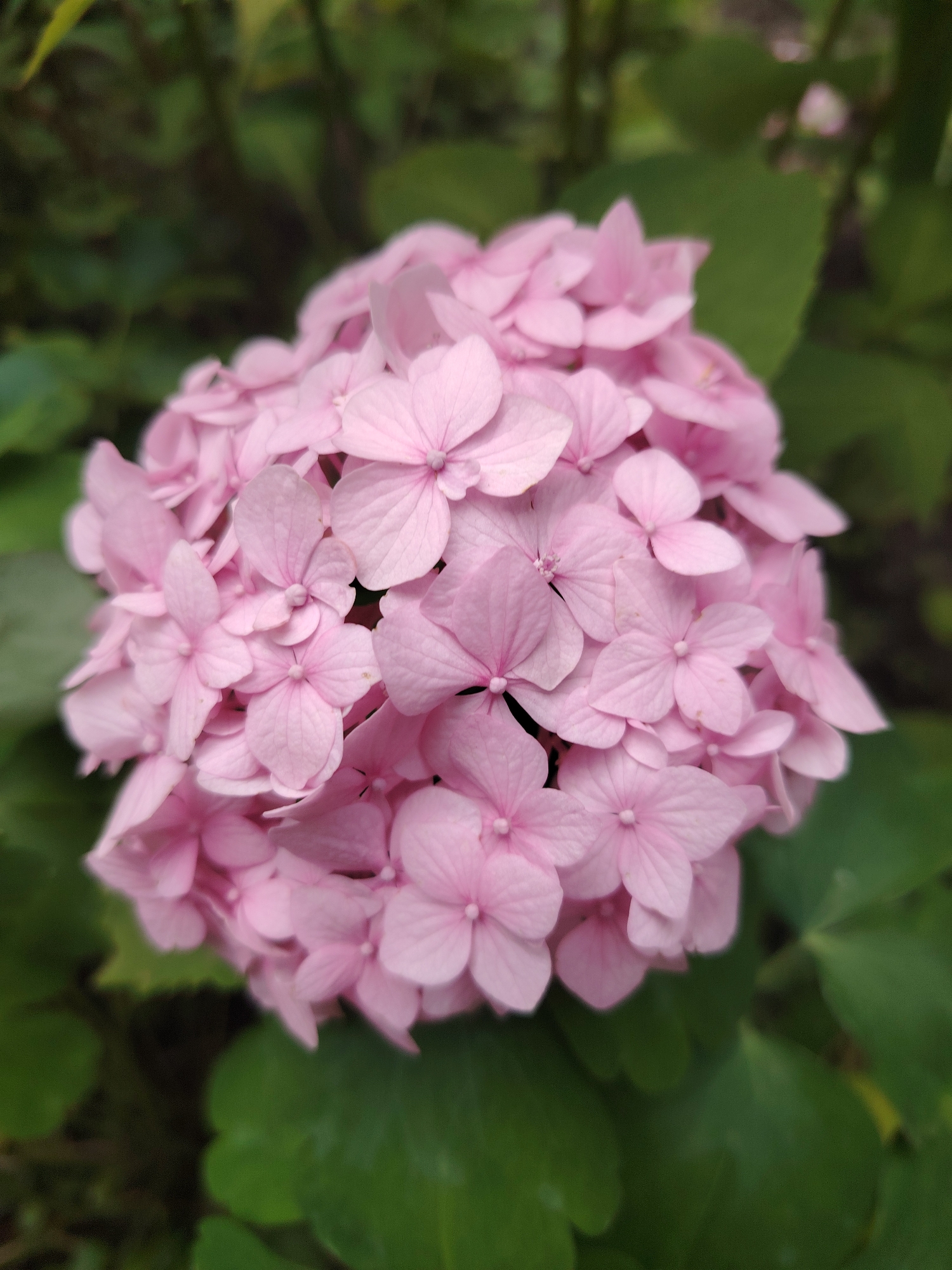 A close-up, eye-level shot focuses on a cluster of bright pink hydrangeas against a blurred backdrop of green foliage. The flowers are tightly packed, with individual petals clearly visible and a soft, delicate texture. The lighting is natural and diffused, highlighting the subtle variations in the pink hues and casting soft shadows within the bloom. The overall impression is one of natural beauty and tranquility. The image lacks any identifying landmarks to determine its location within a city.