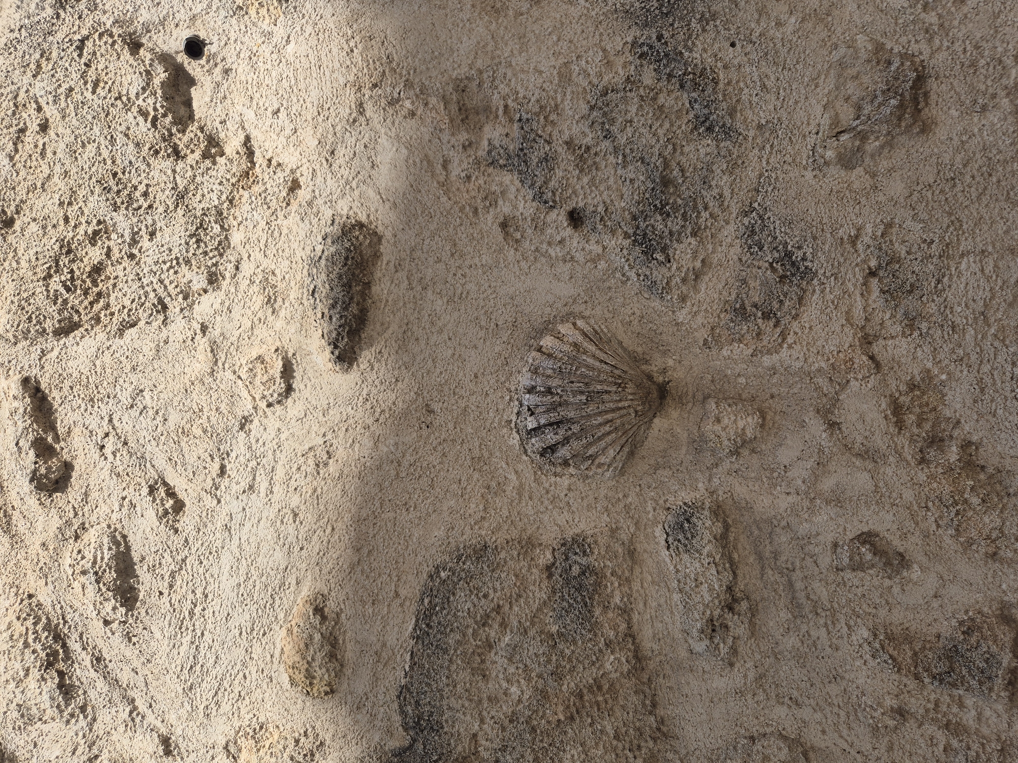 The image is a close-up, high-angle shot of a textured, light-colored stone wall in Laterza, Italy. Embedded in the wall, slightly off-center to the left and towards the bottom, is a fossilized scallop shell. The shell is weathered and shows intricate radial ridges. The stone surface is rough and uneven, with darker patches and some protruding stones. A shadow falls across the upper portion of the wall from the left. The scene appears to be outdoors, likely a building facade. There are no people or animals visible.