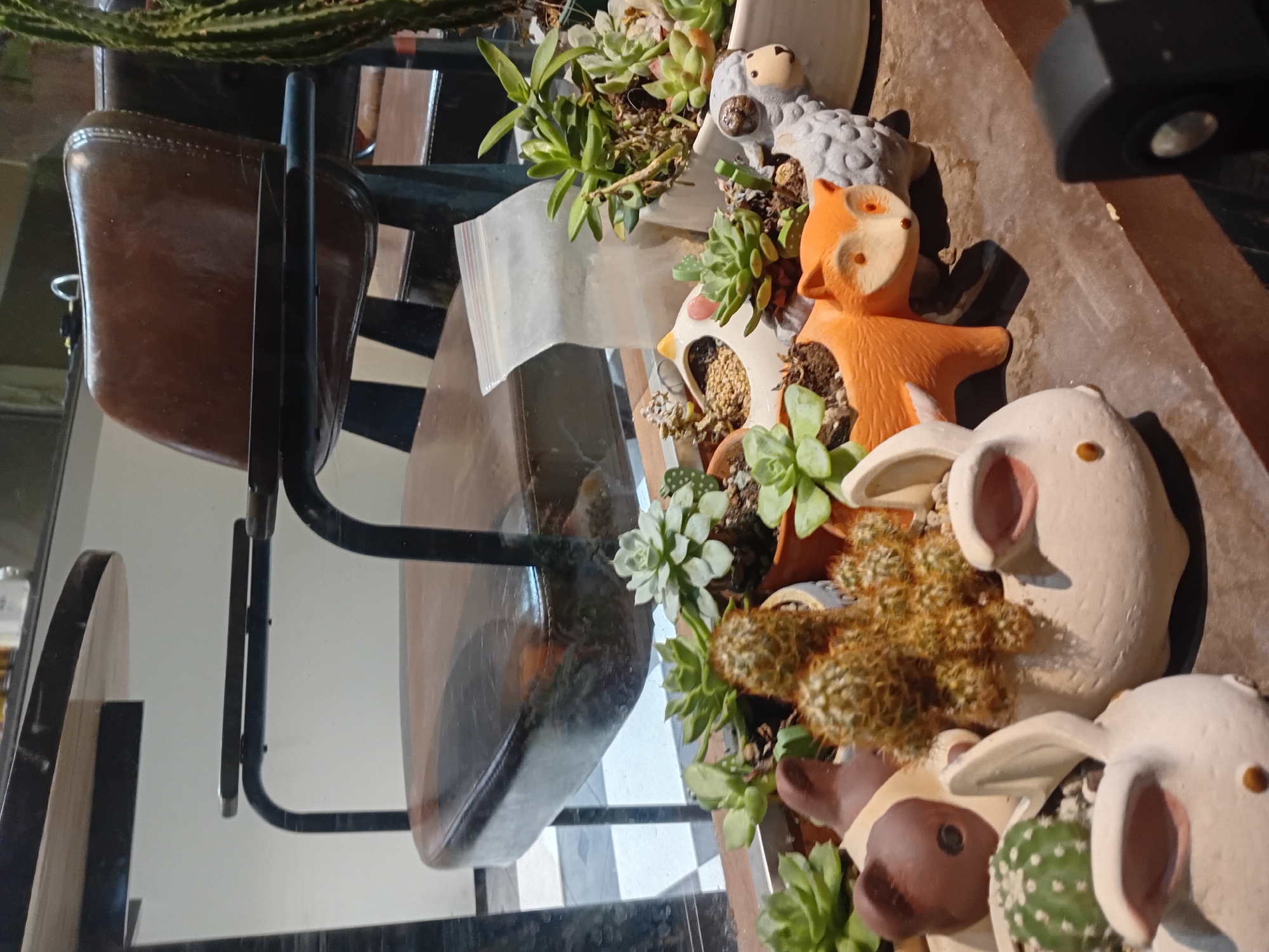 The image depicts a close-up view of a collection of succulent plants in decorative pots, placed on a wooden surface in what appears to be a cafe or shop setting in Da Nang, Vietnam. The pots are shaped like various animals, including rabbits, a fox, and a sheep. Behind the plants, a leather chair is visible, suggesting an indoor environment with a reflective surface, possibly a window or glass partition, showing a checkered floor pattern. A tall cactus is also partially visible on the right side of the frame. The overall scene is focused on the arrangement of the potted plants, creating a whimsical display.