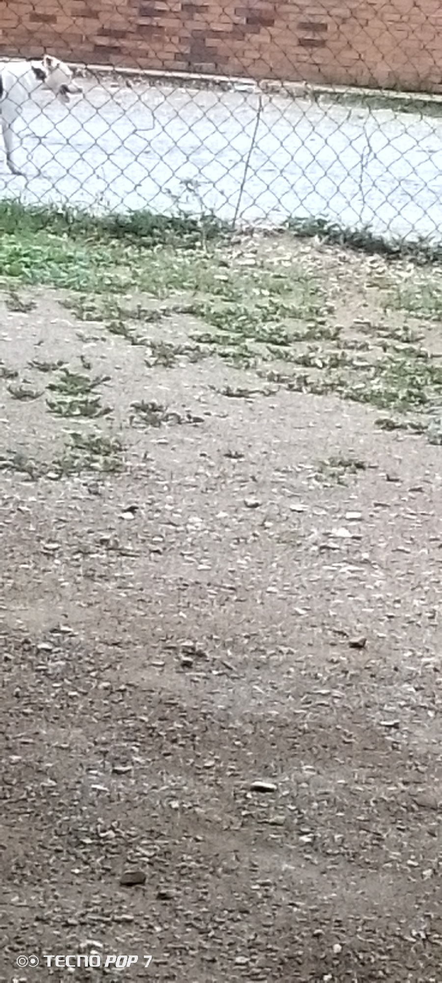 The image shows a dusty ground with sparse patches of green vegetation. A chain-link fence runs horizontally across the upper portion of the frame, separating the foreground from a lighter-colored area behind it. A brick wall is visible at the very top of the image, above the fence. In the cropped images, a white and black dog can be seen peering through the fence. The overall scene appears to be an outdoor area in Altagracia, Venezuela, possibly a yard or a vacant lot, characterized by its dry, unkempt environment and the presence of a fence and a brick structure. The image is low resolution and somewhat blurry.