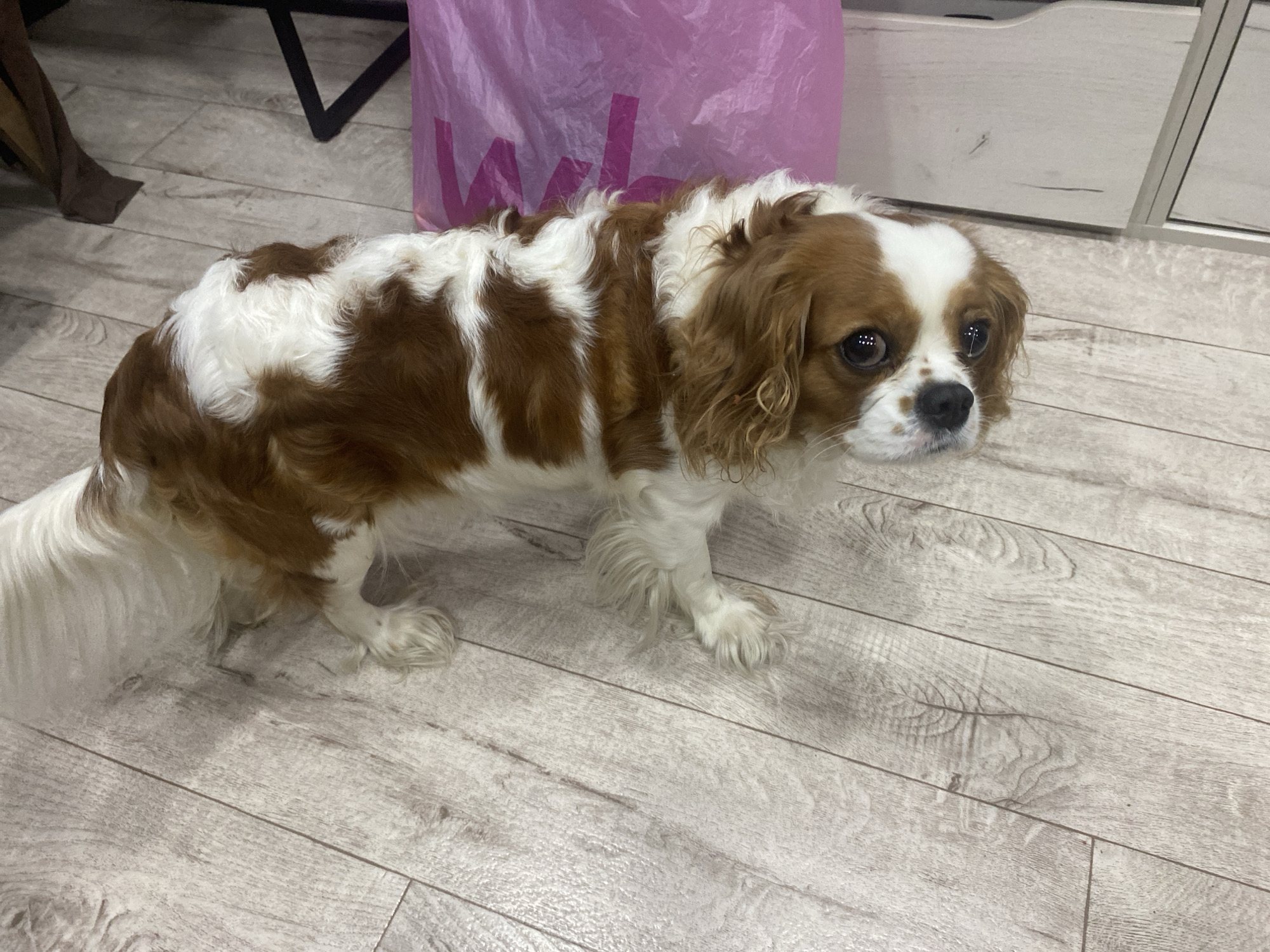 A tan and white Cavalier King Charles Spaniel stands on a light-colored wood-grain floor. The dog is facing to the right of the frame, with its head turned back towards the camera. It has large, dark eyes and long, floppy ears. Its fur is medium length and wavy. Behind the dog, a pink plastic bag with a dark purple logo is visible, along with the corner of a white cabinet or shelf. The lighting suggests an indoor environment. The location is unknown.