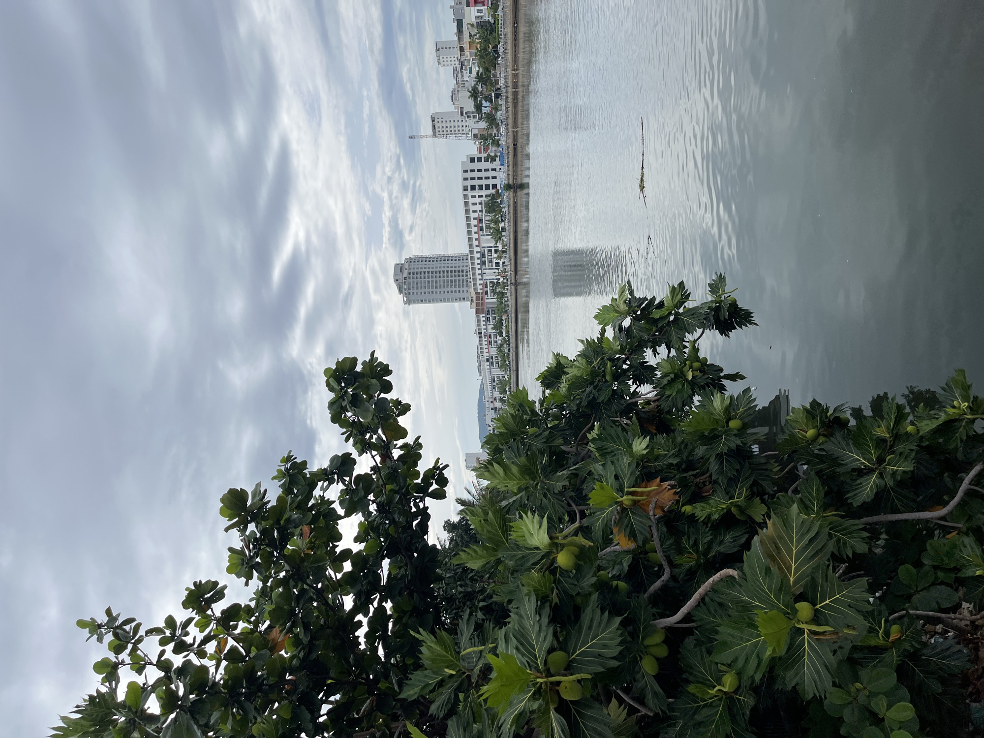 The image depicts a waterfront scene in Nha Trang, Vietnam, featuring a large tree with green leaves and fruit in the foreground, obscuring part of the view. Beyond the tree, a calm body of water reflects the overcast sky and the cityscape. The city skyline is characterized by modern buildings of varying heights, including a prominent tall, light-colored building. A promenade runs along the waterfront, with trees and some traffic visible. The sky is filled with heavy, gray clouds, suggesting a cloudy or potentially rainy day. The overall atmosphere is subdued and tranquil.