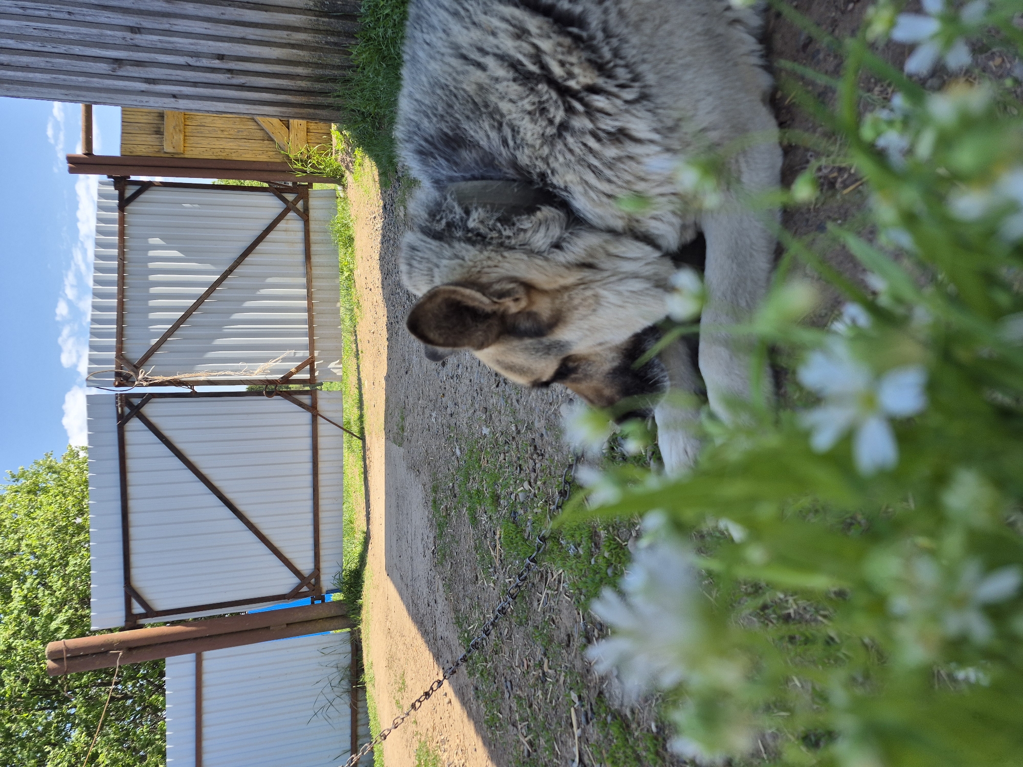 The image shows a husky-like dog lying on the ground in what appears to be a yard. The dog is light gray and brown. A white metal gate with a rusty metal frame stands in the background, partially obscured by trees and vegetation. A chain lies on the ground near the dog. White flowers are in the foreground, obscuring part of the scene. The location is Дойная, Russia.