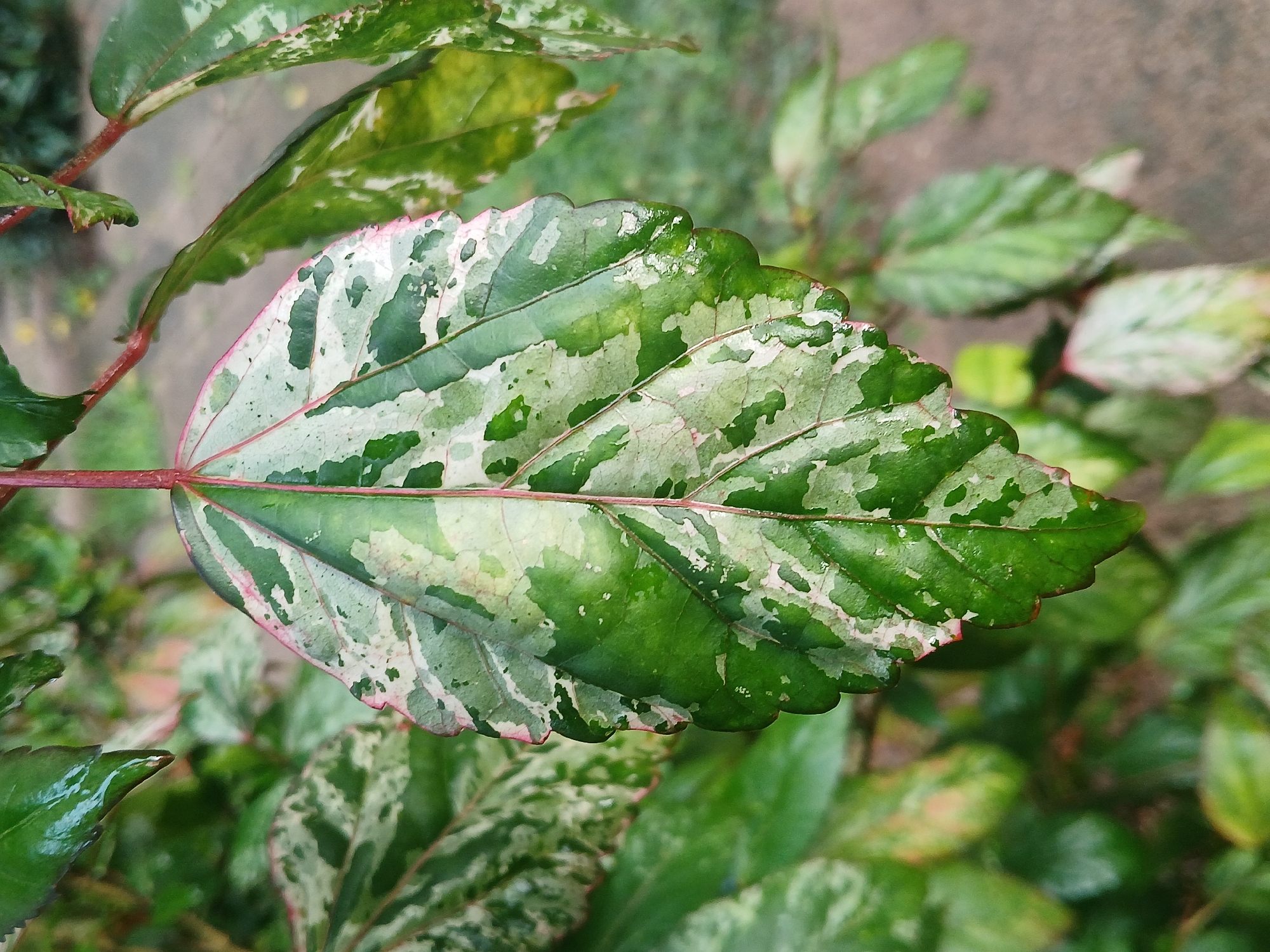 The media file features a close-up photograph of a strikingly variegated plant leaf, likely from a tropical species, set against a blurred green background. The primary subject is a single, large leaf positioned centrally, displaying an intricate pattern of dark green, light green, and creamy white patches. Its edges are distinctly outlined in a reddish-pink hue, which also extends along the prominent central vein and other smaller veins of the leaf. The surface of the leaf appears somewhat glossy, possibly due to a natural sheen or residual moisture.
The background consists of out-of-focus foliage in various shades of green, creating a shallow depth of field that emphasizes the sharpness and detail of the main leaf. No people or identifiable objects beyond the plant life are visible. No specific activity is taking place; the image is a static portrait of nature. The lighting suggests daylight conditions, possibly overcast, given the soft, even illumination and lack of harsh shadows. There is no visible text in the image. The tropical appearance of the plant aligns with the provided location context of Ciudad Guayana, Venezuela.