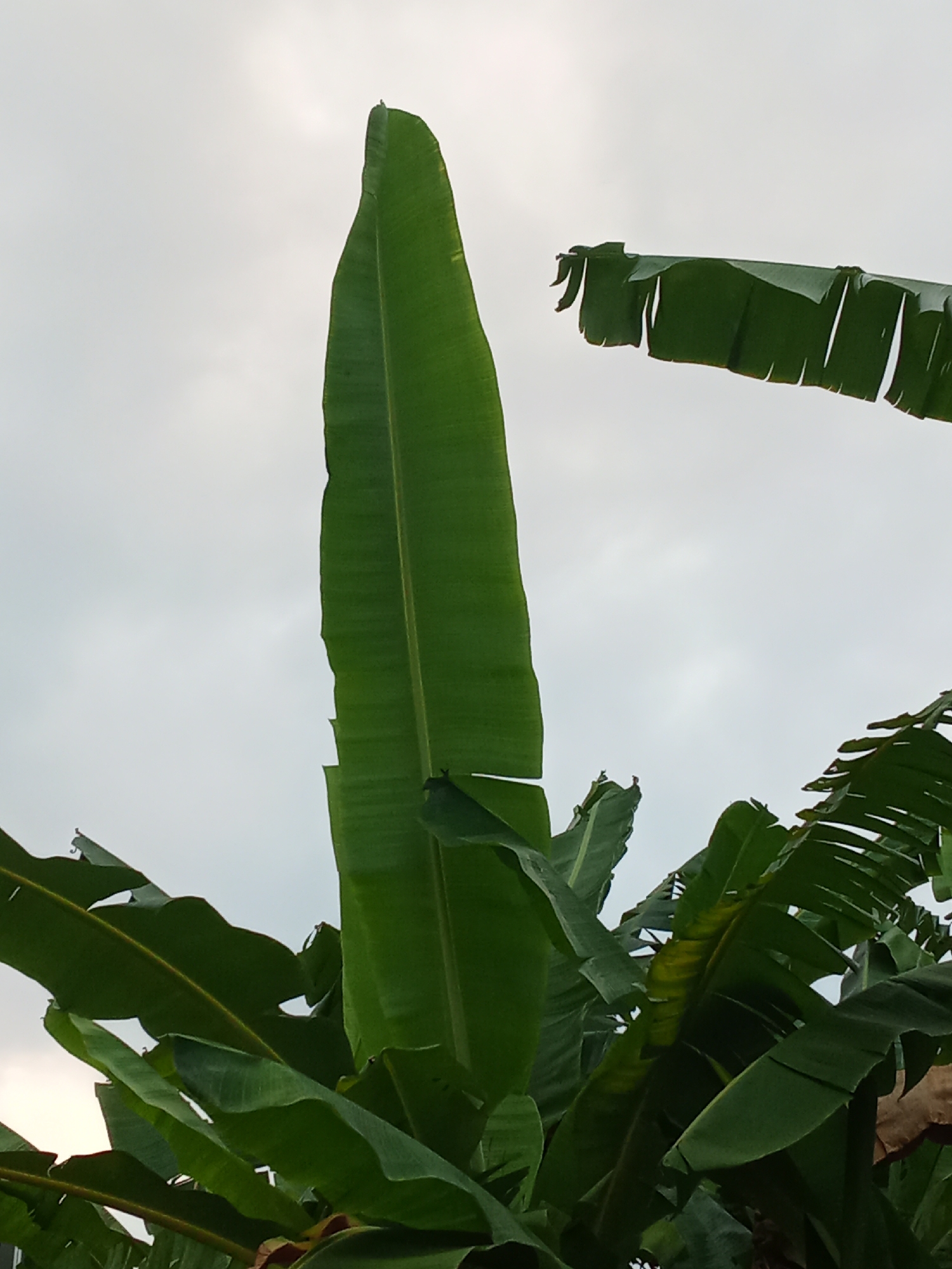 The image depicts a close-up, low-angle view of several large, vibrant green banana leaves against a pale, overcast sky. The leaves are broad and elongated, with prominent central veins. Some leaves are intact and smooth, while others exhibit torn or serrated edges, suggesting natural wear or exposure to wind. The texture of the leaves appears slightly waxy. The lighting is diffused, casting no harsh shadows, indicating an overcast day. The scene is dominated by shades of green from the foliage and muted grays and whites from the sky. The photograph is likely taken outdoors in an environment where banana plants are common, such as a garden, park, or agricultural area. No people or specific structures are visible, focusing solely on the natural elements of the banana plant and the sky. The image appears to be taken in Pemalang, Indonesia, a region known for its tropical climate and agriculture, which supports the presence of banana plants.