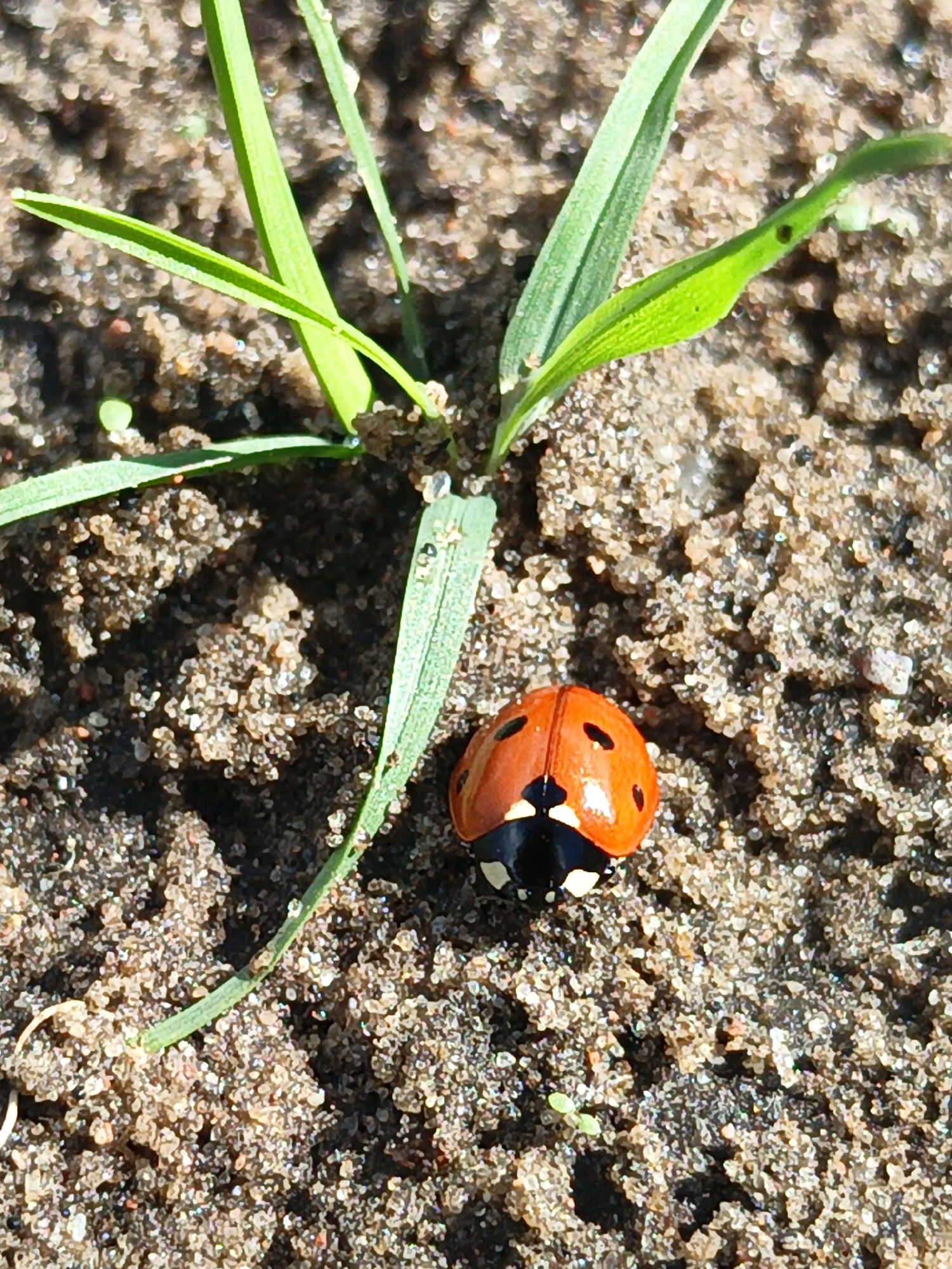 A close-up, high-angle shot shows a ladybug on sandy soil with a few blades of grass. The ladybug, predominantly orange with black spots and a black head, is positioned in the lower right quadrant of the frame. Its body is round and domed. Several blades of green grass emerge from the soil in the upper left and center of the image, some bearing tiny water droplets. The soil is granular and appears dry, with visible sand and darker earth particles. The lighting suggests it is daytime, with some shadows cast by the grass. No people or buildings are visible. The scene is consistent with a natural outdoor environment, such as a garden or undeveloped area, which could be found in the vicinity of Лосева, Belarus.