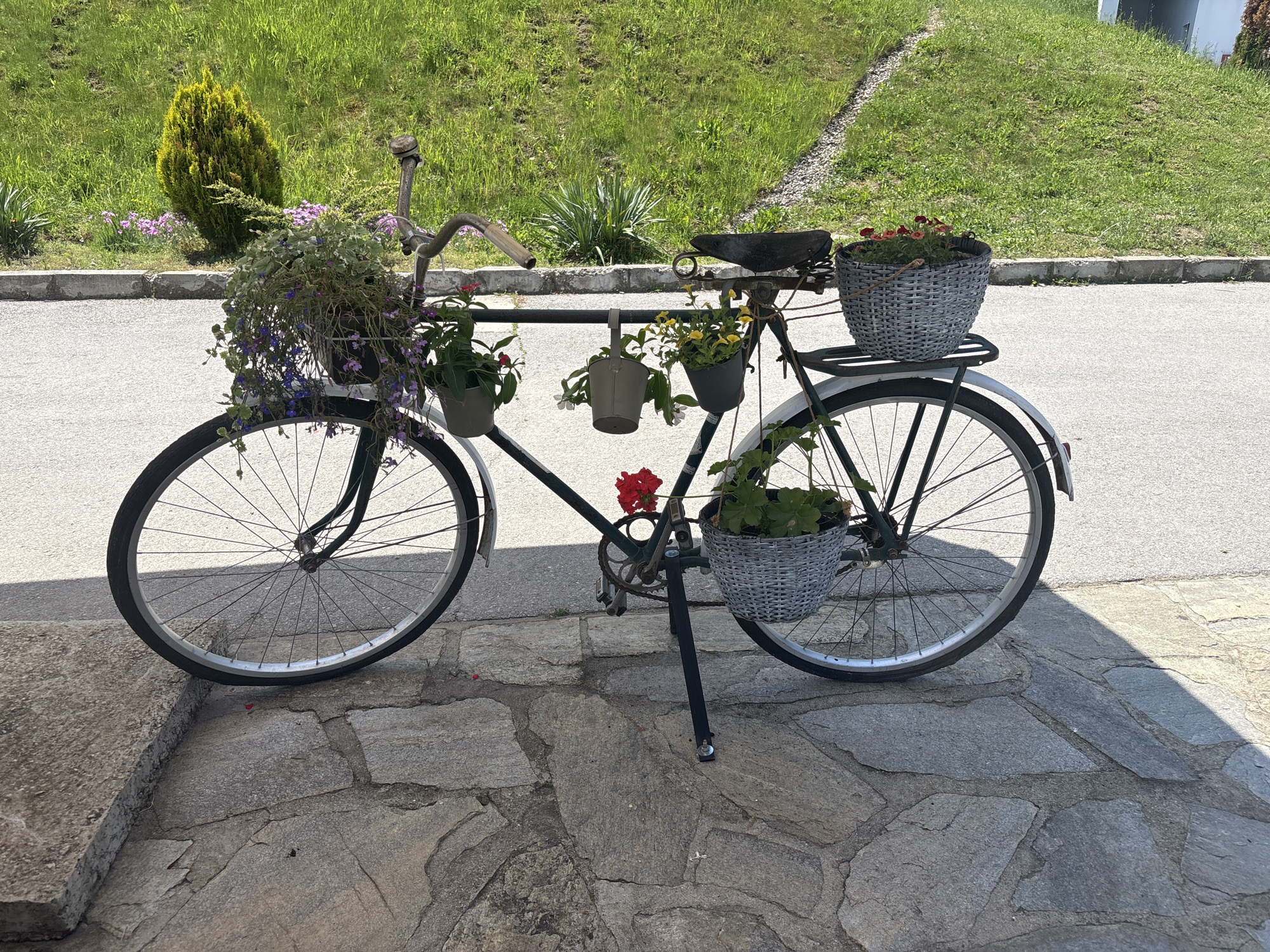 This outdoor scene, situated in Belchin, Bulgaria, features a stationary antique-style bicycle repurposed as a decorative planter on a sunny day. The bicycle is dark green with silver wheel rims and black tires, resting on a black kickstand.
Attached to the front handlebars is a large, dark-colored basket overflowing with trailing green and purple foliage plants. Several smaller plant pots are suspended from the bicycle's horizontal frame bar: one grey pot on the left holds pink flowers, a small metal bucket in the center contains white flowers, and another grey pot on the right displays yellow flowers. A single red flower is clipped near the pedal crank. At the rear, a grey wicker basket containing red flowers rests on the rack, while another grey wicker basket with green-leafed plants is suspended near the rear wheel.
The bicycle is positioned on an irregular flagstone pavement, predominantly grey, with visible cracks and textured surfaces. Scattered small red petals are present on these stones. Immediately behind the pavement is a light grey asphalt road, bordered by a concrete curb. Beyond the road, a green grassy hill ascends, featuring a conical evergreen shrub on the left, scattered small purple flowers near the curb, and spiky green foliage further right. A fragment of a white building is visible on the far right edge of the background. Bright sunlight illuminates the scene, casting distinct shadows, notably from the bicycle wheel on the flagstone paving. No people are visible in the image.