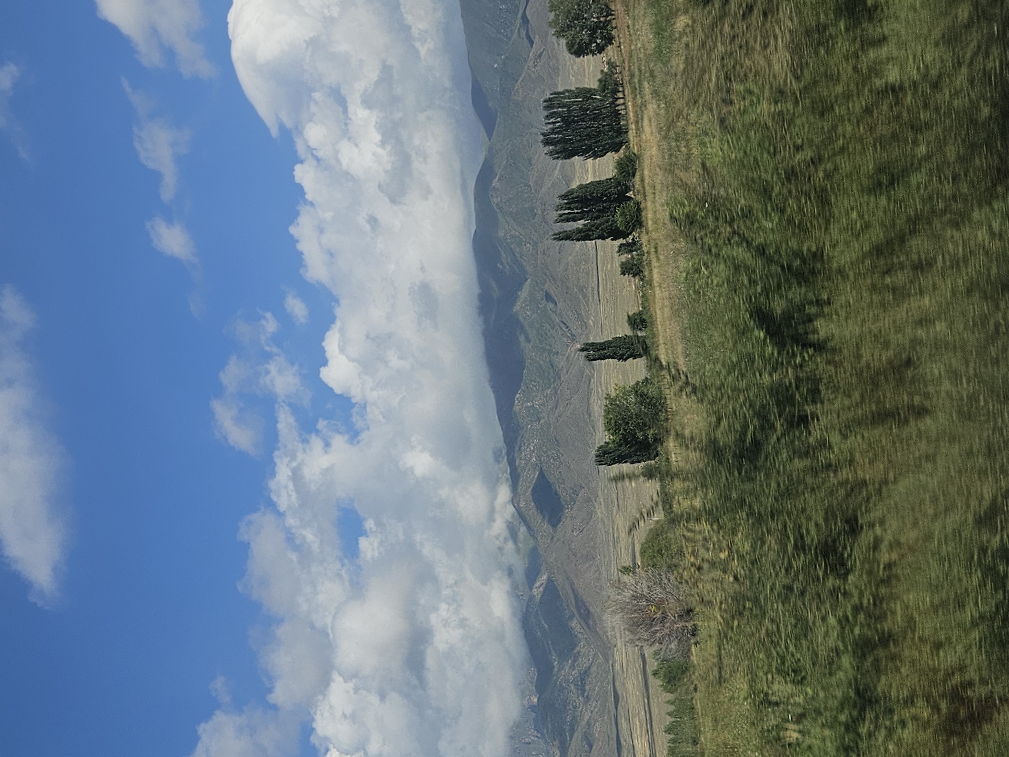 The image depicts a natural landscape with mountains in the background and a field in the foreground. The sky is blue with scattered white clouds. The mountains appear rugged and some are shrouded in mist or clouds. In the midground, there are several tall, slender trees clustered together, with a few smaller trees and bushes scattered around. The foreground is dominated by a blurred expanse of green vegetation, suggesting movement or a close-up view of foliage. The overall impression is of a rural or mountainous area, possibly with agricultural fields or natural grasslands. The location is specified as Choktal, Kyrgyzstan.