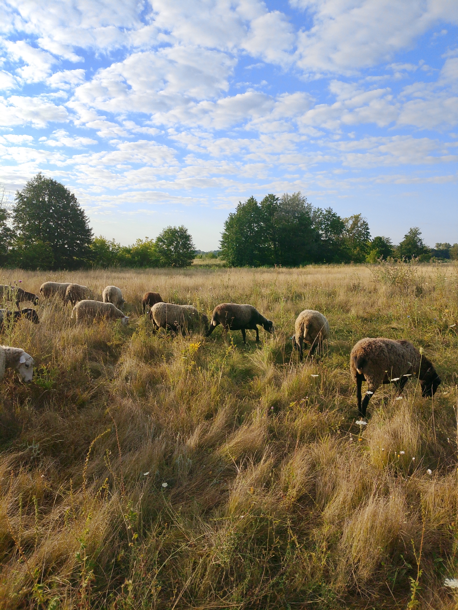 A flock of sheep grazes in a dry, grassy field under a bright blue sky dotted with fluffy white clouds. The sheep are of various colors, including brown and white, and some have darker legs and faces. They are scattered across the field, with some in the foreground and others further back. The grass is tall and golden, indicating dry conditions, and there are a few small white wildflowers visible among the grass. In the background, a line of trees forms a dark green border against the sky, with a few taller trees standing out. The scene depicts a pastoral landscape on what appears to be a sunny day.