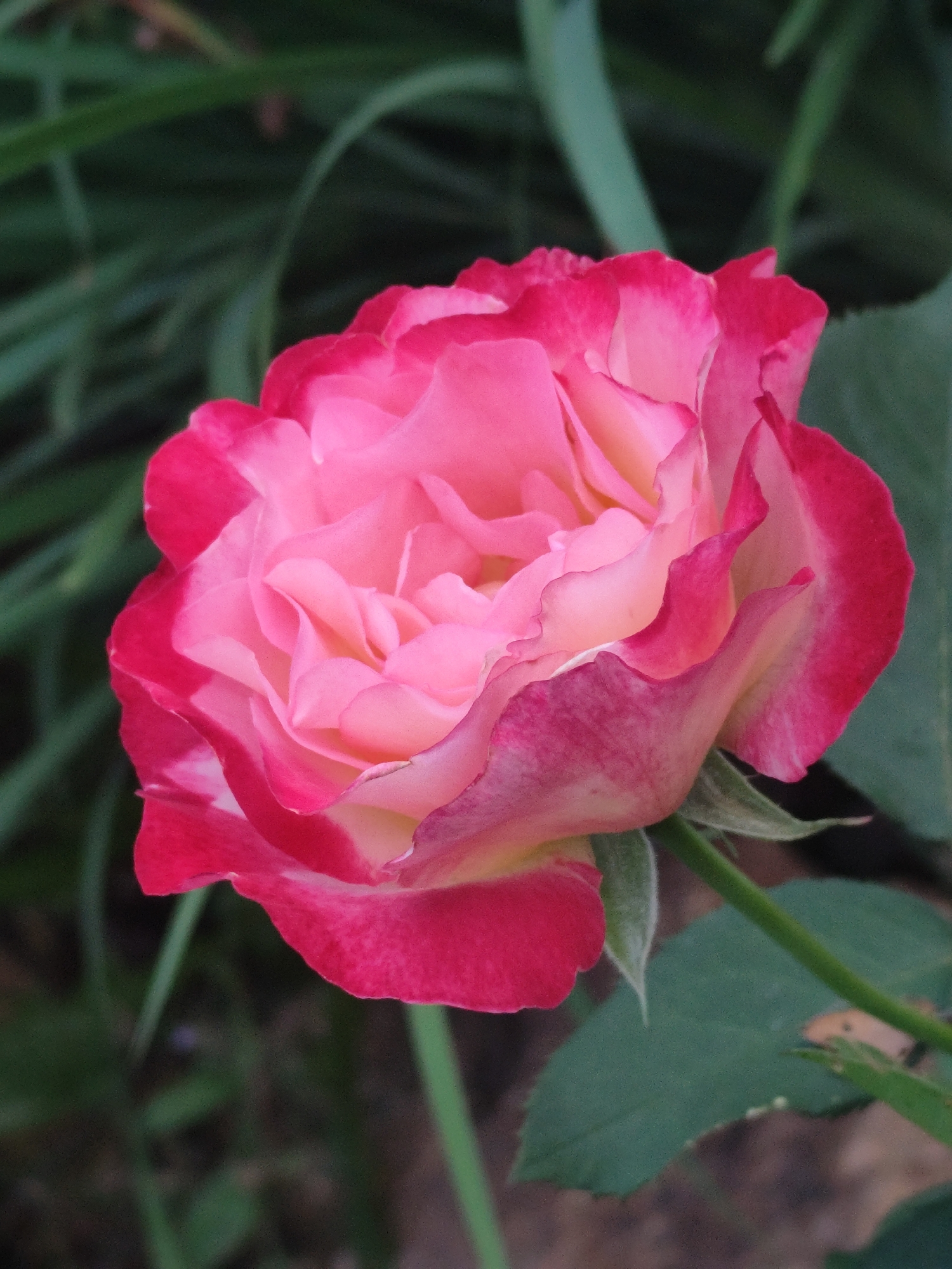 A close-up shot features a vibrant pink and red rose in full bloom. The petals are layered and tinged with a deeper red at the edges, gradually fading to a lighter pink and yellow towards the center. The rose is positioned against a dark, out-of-focus background of green foliage. The lighting highlights the delicate texture and color variations of the rose petals. The image is devoid of any human presence or urban elements, suggesting it was taken in a natural setting like a garden or park.