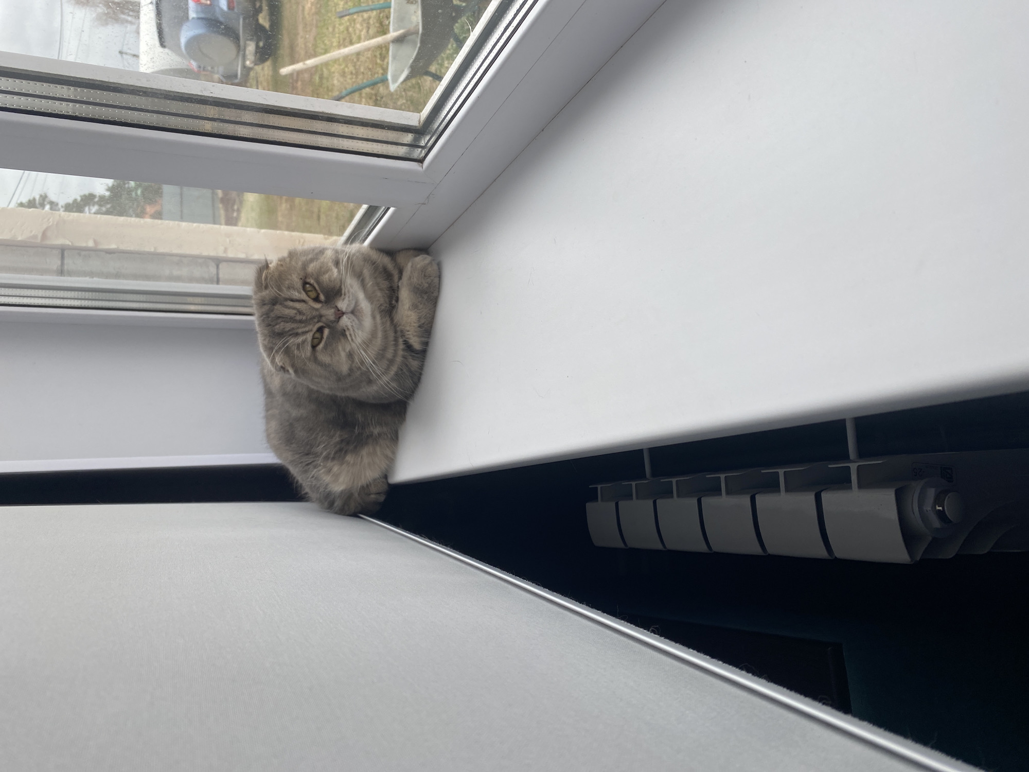 A gray and beige tabby cat, likely a Scottish Fold given its folded ears, is nestled in the corner of a window frame indoors. The cat has expressive yellow-green eyes and is looking directly at the camera with a calm, perhaps slightly sleepy, expression. Its paws are tucked neatly beneath its body as it rests on a white windowsill.
The window features a white frame, which appears to have some accumulated dust or dirt. Through the window, an overcast, gray sky is visible, suggesting cloudy weather. The outdoor scene includes light-colored, sparse ground vegetation, possibly dry grass or dirt, and a few bare tree branches or stakes. In the upper left background outside, a dark, bulky object resembling part of a vehicle or machinery (possibly a car or tractor) with a large wheel is partially visible.
Below the windowsill, a white radiator or heating unit with horizontal fins is partially exposed. One of the cropped images reveals the number "25" printed on a white component of this unit. In the immediate foreground, a light-colored surface, possibly a window blind or curtain, is drawn, creating a slight gap through which the lower part of the radiator can be seen. The overall lighting indicates it is daytime. The location context is Noviy, Russia.