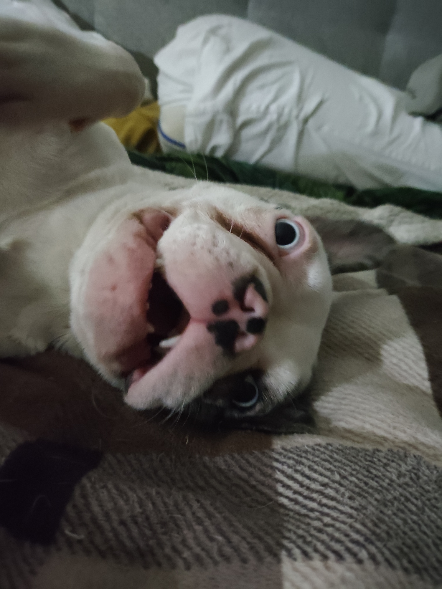 A white bulldog is lying on its back on a plaid blanket. The dog's head is tilted to the side, with its eyes wide open and its mouth slightly ajar, revealing its pink tongue and teeth. The dog's nose is black with pink spots, and its ears are floppy and pink. In the background, there are some white pillows and a green blanket. The scene appears to be indoors, possibly in a bedroom or living room.
