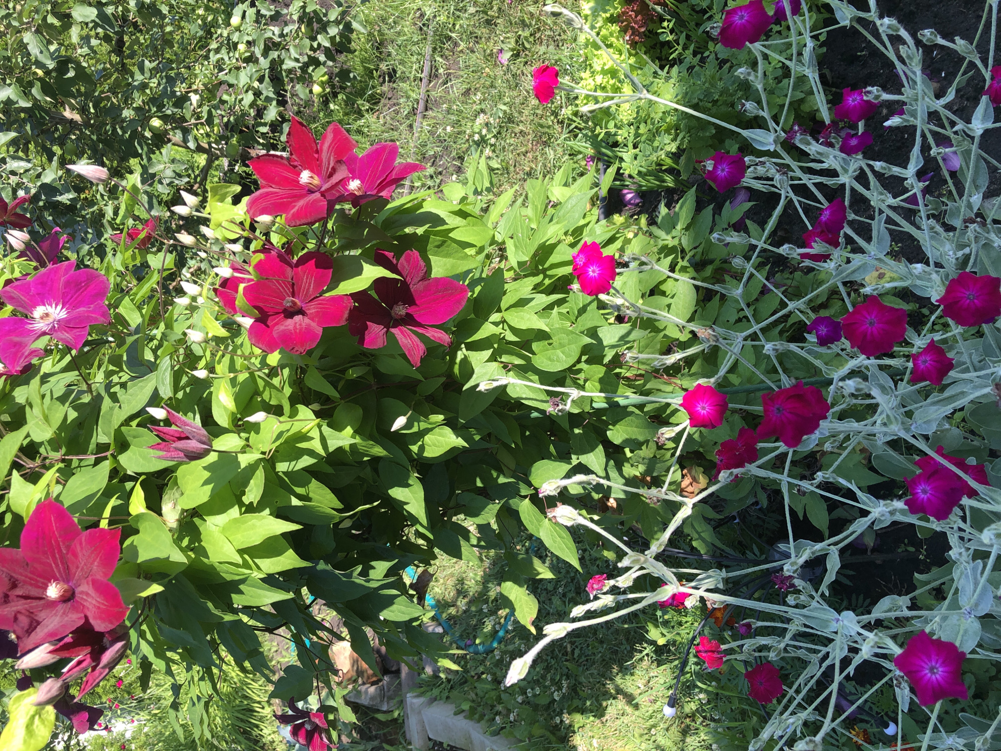 This is a medium-angle, eye-level, natural light photograph of a garden. The garden contains several types of flowers and foliage. Dominating the upper portion of the image is a large, climbing plant with dark pink to burgundy clematis flowers in bloom, along with numerous buds. The clematis plant has lush green leaves. In the foreground, a different type of flower with bright pink, star-shaped blooms is visible. These flowers have thin, silvery stems and greyish-green leaves, and many unopened buds. The background is filled with more greenery, including trees and other plants, suggesting a natural, possibly overgrown garden setting. The ground is covered in grass and dark soil. There are no people or animals visible in the image. The scene is likely an outdoor residential garden. The overall impression is one of vibrant floral growth in a natural, sunlit environment.