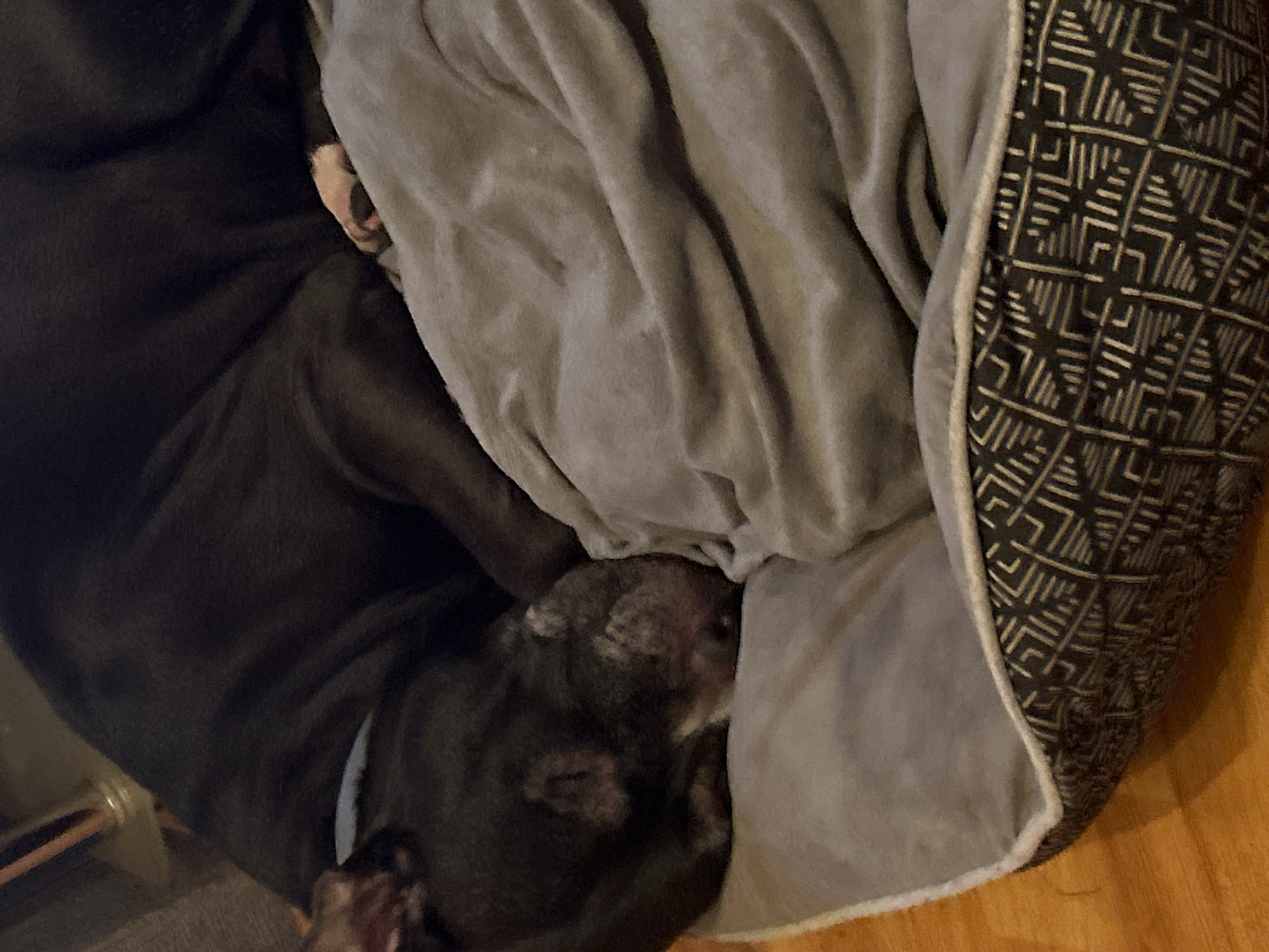 An overhead shot shows a dark-furred dog, possibly a pit bull, sleeping soundly in a cozy dog bed. The dog's head is nestled into the soft, light grey lining of the bed and partially covered by a crumpled, matching grey blanket. Lighter patches of fur are visible on the dog's head and snout, suggesting either age or specific markings. The dog's body, mostly hidden by the blanket and a dark surface on the left, appears to be dark brown or black.
The dog bed has a distinctive exterior featuring a dark fabric with an intricate light-colored geometric pattern, reminiscent of an abstract tribal design with interlocking lines and squares. A light-colored wooden floor is visible beneath the bed in the bottom right corner of the frame. The overall impression is one of peace and comfort, with the dog appearing deeply relaxed in its warm resting spot. No text is visible in the image. The scene is an indoor residential setting, located in Sofia, Bulgaria.