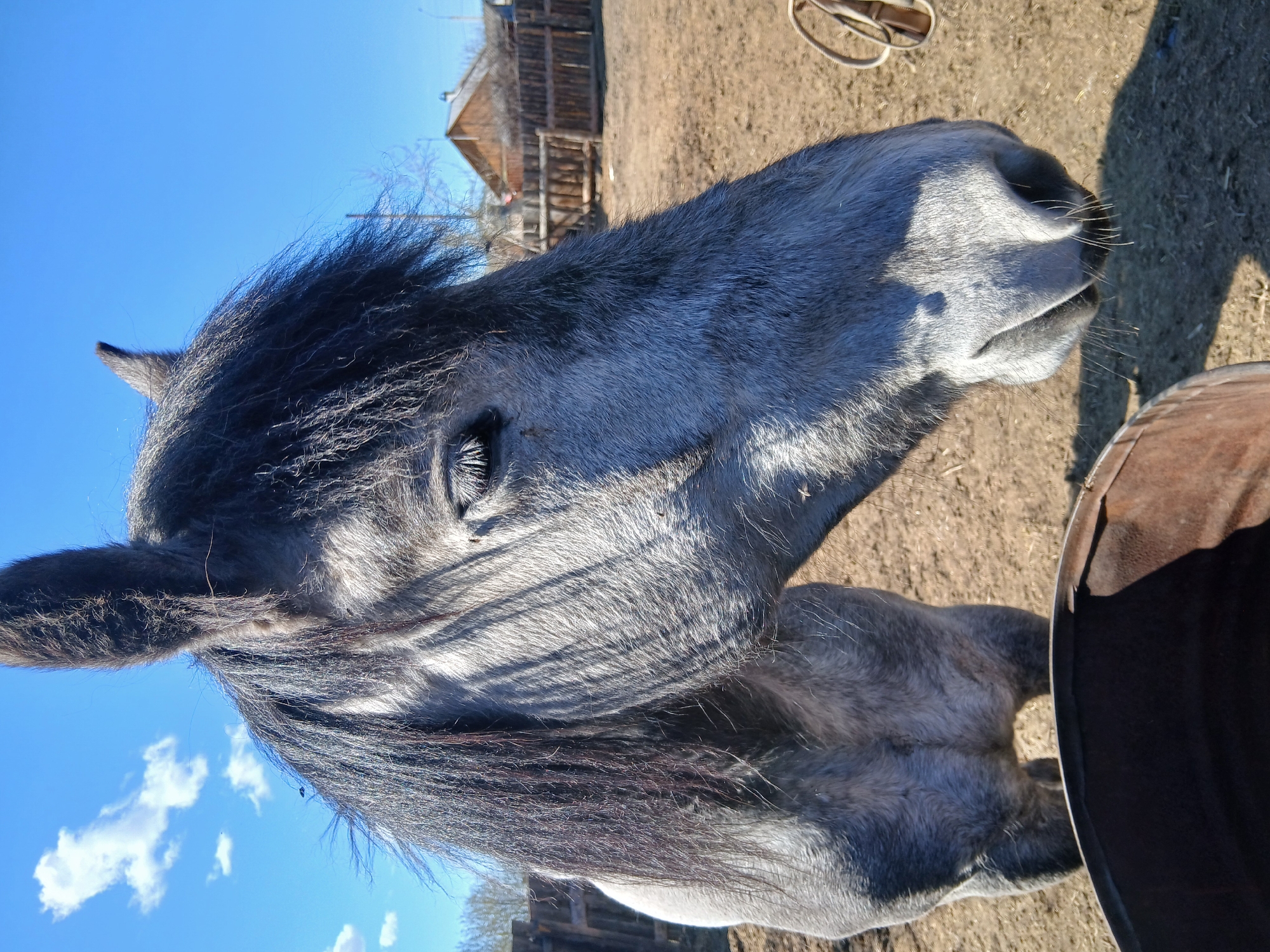 The image shows a close-up, eye-level view of a gray horse's head, with part of its chest and a dark-colored horse visible on the right. The horse is positioned in a grassy field, with an old wooden structure visible in the background. The sky is blue with some clouds visible in the bottom left. The location is the city of Unknown, Unknown.