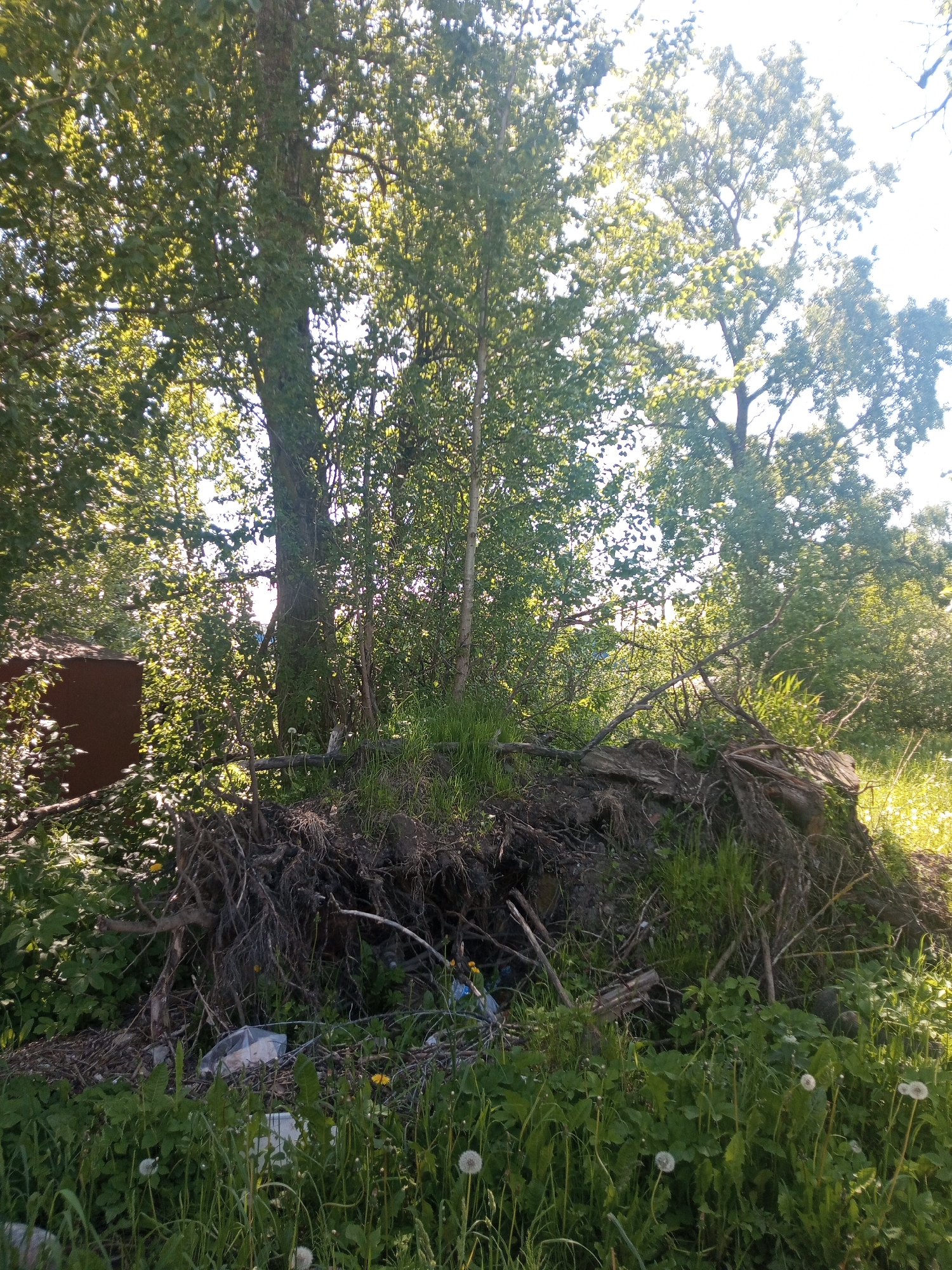 The image depicts an overgrown outdoor scene under bright daylight. Lush green foliage dominates the upper and middle sections, with several large trees casting dappled sunlight through their leaves. The tree trunks are visible, some covered in moss or climbing plants.
In the foreground and midground, there is a prominent pile of tangled roots, dirt, and branches, suggesting disturbed ground or a collection of natural debris. This pile is partially covered in grass and other green plants. Below and around this mound, the ground is covered with green grass, various broad-leafed plants, and dandelions, some of which are in their white, spherical seed-head stage.
Scattered within the roots and foreground vegetation, several pieces of litter are visible, including clear plastic bags and what appears to be plastic bottles, indicating human impact on the environment. On the far left, a dark red or brown structure, possibly a shed or part of a building, is partially visible through the dense foliage, providing a man-made contrast to the natural environment.
The bright sunlight suggests it is daytime, likely a sunny morning or afternoon, illuminating the green leaves and creating highlights. The overall impression is one of a wild, unkempt area, perhaps on the edge of a more developed zone, marked by both natural growth and discarded human refuse. No visible text is present in the image. The location context is Kommunar, Russia.