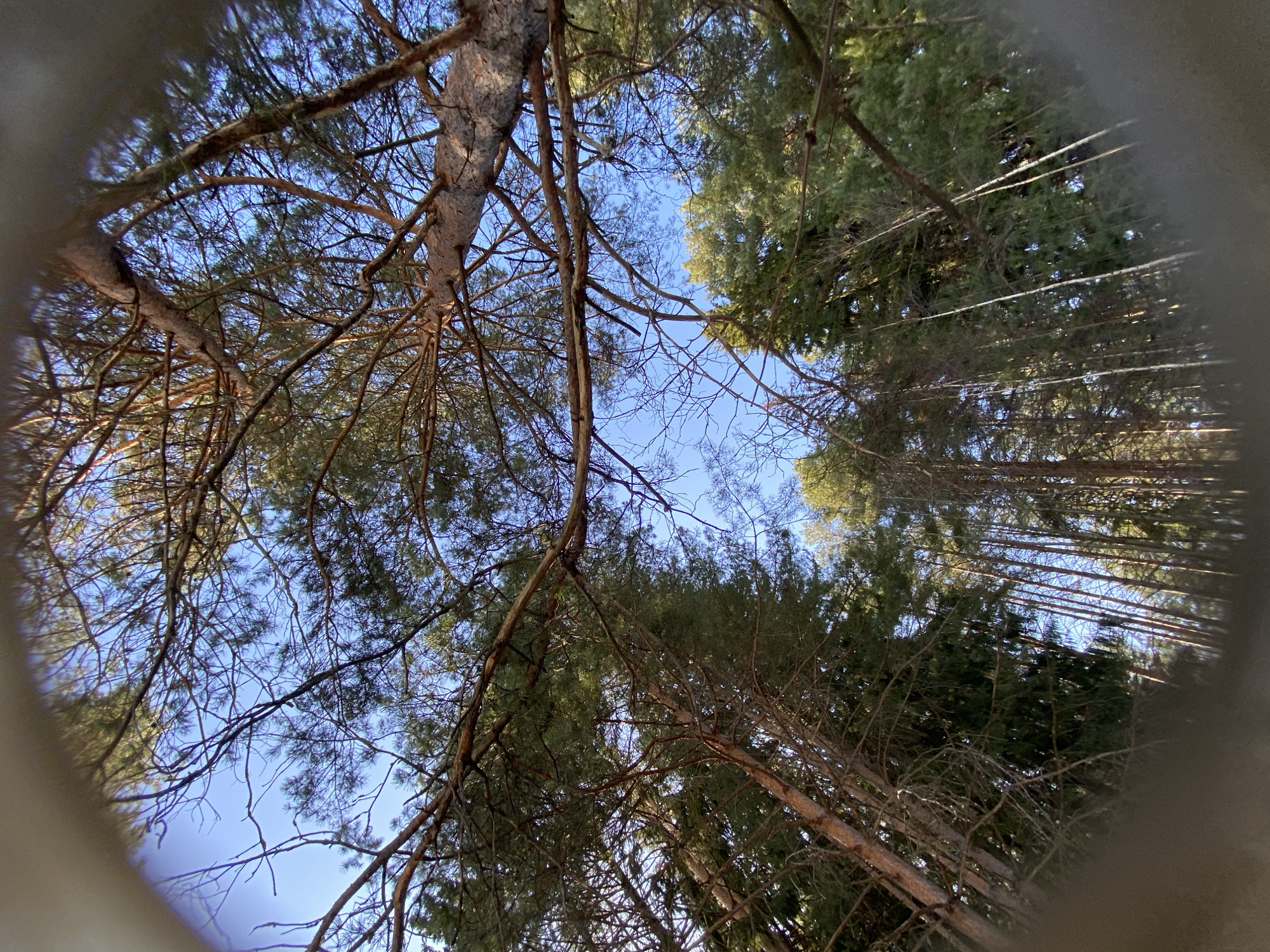 The image shows a low-angle view upwards through a circle towards a mostly clear, blue sky partially obscured by the branches and foliage of trees. The trees appear to be a mix of deciduous trees with bare branches and coniferous trees with green needles. The trees are densely packed. The location is stated as the city of Chaikovsky, Russia. The scene is a forest.