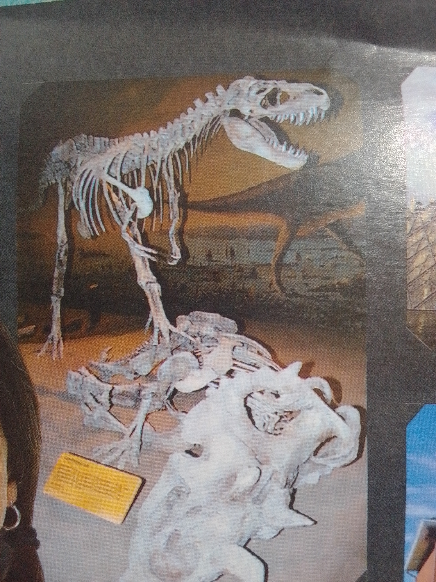 This image shows a museum exhibit featuring dinosaur skeletons. The primary subject is a large, nearly complete skeleton of a theropod dinosaur, likely a Tyrannosaurus Rex, standing upright. In the foreground, a smaller, more fragmented skeleton, possibly of a juvenile or different species, lies on the ground. A close-up of a dinosaur skull is also visible in the lower right portion of the frame.
The background depicts a painted mural or diorama intended to represent a prehistoric landscape, with muted earth tones and stylized vegetation, suggesting a terrestrial, likely arid environment. The lighting appears to be indoor museum lighting, casting shadows and highlighting the bones.
To the left of the main skeleton, a portion of a person's head and shoulder is visible, wearing an earring. This indicates human presence and interaction with the exhibit. In the lower left, a yellow informational plaque with text is placed near the fragmented skeleton, though the text is too blurry to read.
The overall scene is one of an educational display, likely within a natural history museum. The composition focuses on the awe-inspiring nature of the ancient creatures. There are no clear indicators of time of day or weather, as the setting is internal. The image is a photograph of a museum display, not a live event.
