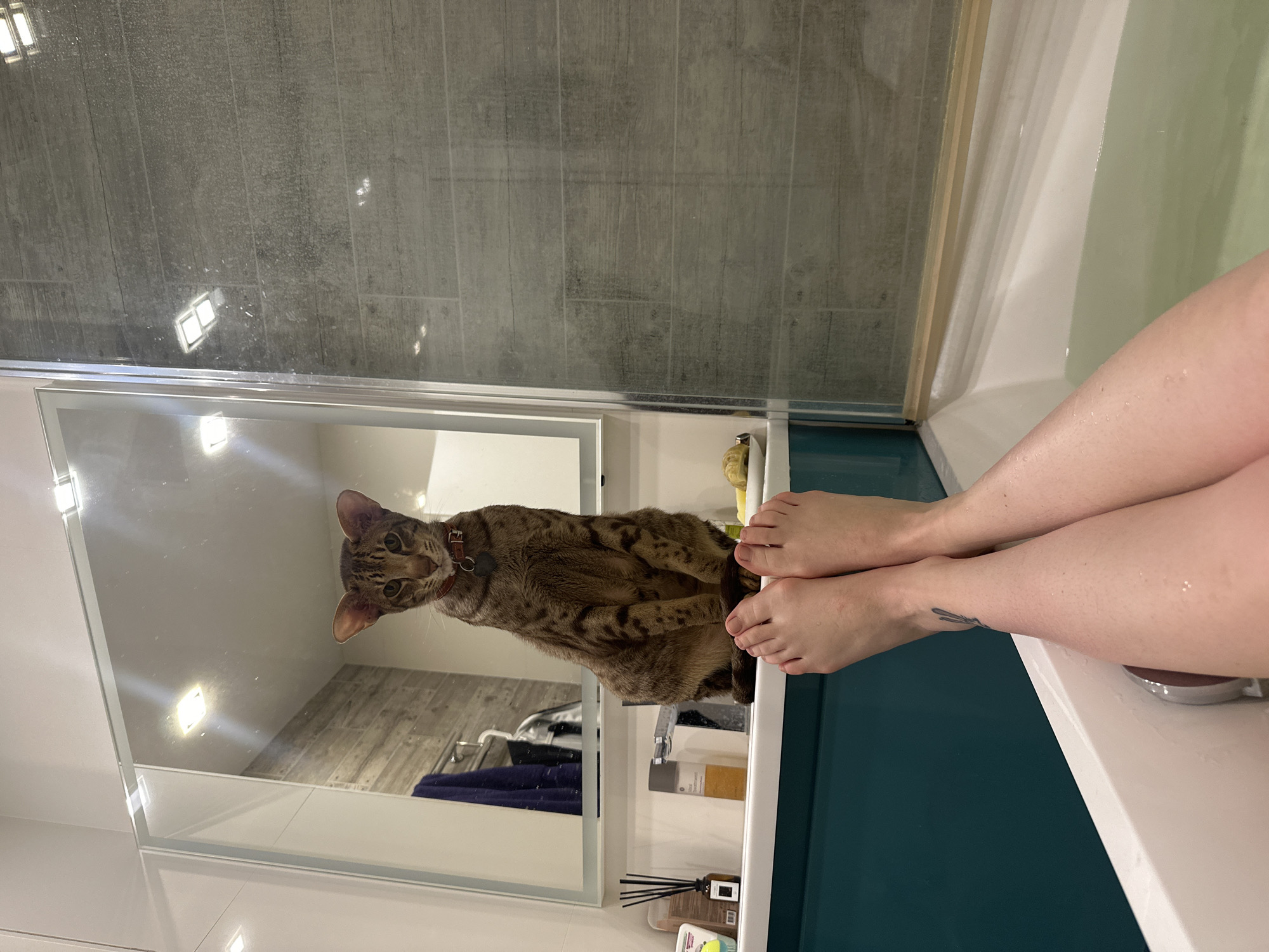 The image depicts a cat observing a person in a modern bathroom in Moscow, Russia.
**Subjects:**
The primary subjects are a domestic cat and the bare legs and feet of a person. The cat is a brown and black spotted tabby, likely a Bengal, wearing a brown collar with a small metallic tag. Its fur has a distinct rosetted pattern. The person's feet and lower legs, showing wet skin, are resting on the edge of a bathtub. A small, delicate tattoo, possibly a feather or stylized plant, is visible on the person's left ankle.
**Scene and Setting:**
The setting is a well-lit bathroom. A large rectangular mirror occupies the left side of the frame, reflecting the cat and the room beyond the viewer. Below the mirror is a white countertop or shelf holding various bathroom items, including several bottles (one with unreadable text like "ORIGINAL" or "NIVEA"), a reed diffuser, and other toiletries. To the right, a white bathtub is partially visible, containing light green or teal-colored water. A glass shower panel separates the bathtub area from a wall clad in dark grey, wood-effect tiles. The mirror's reflection shows light grey floor tiles and a folded blue towel in the background. Bright ceiling lights are reflected in the mirror and the shower glass.
**Activity or Event:**
The person appears to be taking a bath or relaxing in the tub, with their feet propped up on the rim. The cat is standing on the countertop, looking intently at its reflection in the mirror, or possibly at the person through the mirror. Its gaze suggests curiosity or observation.
**Notable Details:**
Water droplets are visible on the person's legs, indicating recent contact with water. The cat's alert posture and direct gaze are notable. The overall ambiance is clean and modern, with minimalistic design elements. The image is taken from a low angle, looking across the countertop and into the bathtub.