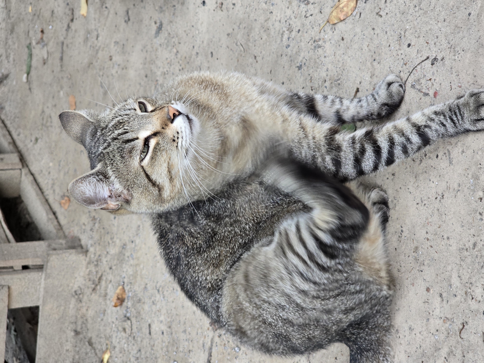 A tabby cat with grey and black stripes is sitting on a sandy surface. The cat is looking to its right with its eyes partially closed. Its right paw is raised and appears to be scratching its head. In the background, a wooden structure is visible. The ground is composed of sand and small pebbles, with a few fallen leaves scattered around. The scene is set outdoors, likely in an urban environment given the mention of Vyshneve, Ukraine.