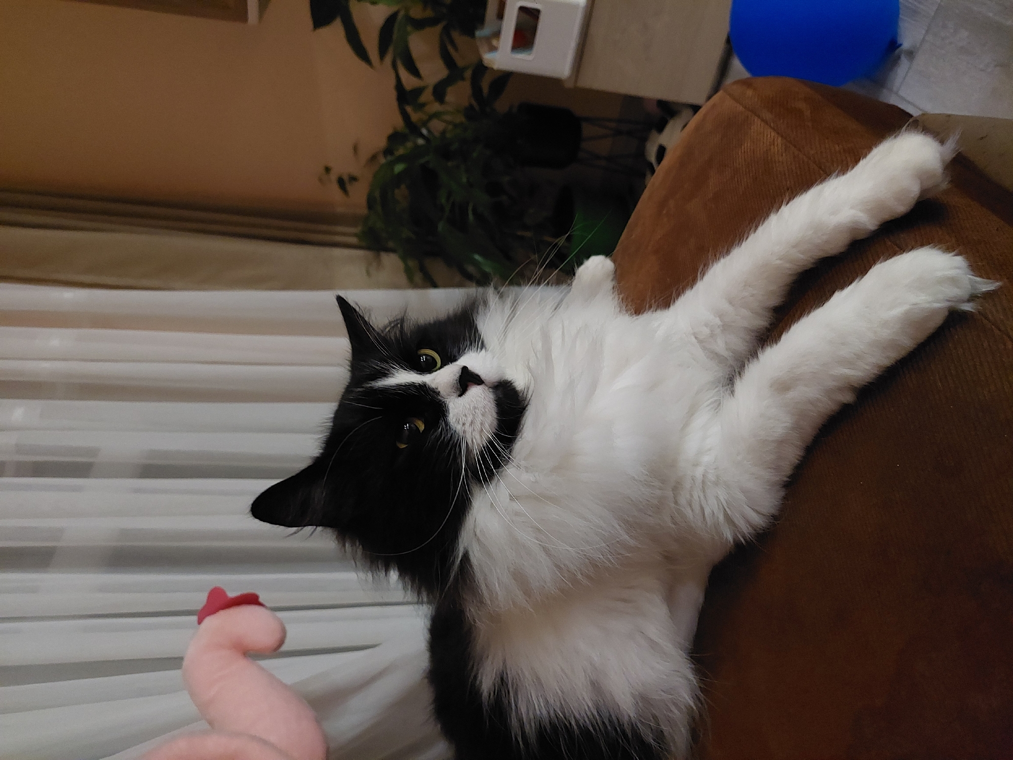 A medium shot captures a black and white cat reclining on a brown couch. The cat's body is primarily white, while its face and the back of its head are black. It has yellow eyes. The cat is stretched out, with its white front paws extending across the couch. To the left of the cat, a pink plush toy with a red hat is visible. In the background, there are partially drawn white blinds and a potted plant. A blue balloon can be seen in the top right corner. The image does not appear to be taken in Plovdiv, Bulgaria, based on the scene depicted.