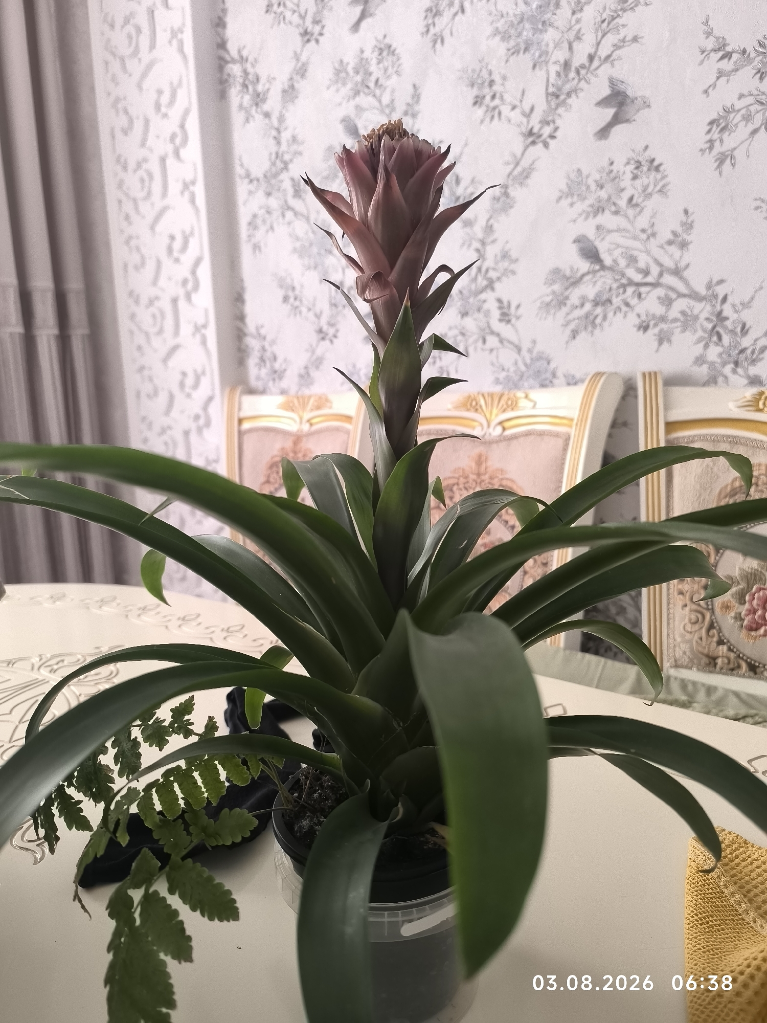 The image depicts an indoor scene, likely a dining room, with a plant as the central subject. A bromeliad with a large, reddish-pink flower spike stands in a clear plastic pot on a white table. To the left of the bromeliad, a small fern is visible. Behind the plant, two ornate chairs with pink upholstery and gold trim are arranged. The wall behind the chairs is covered in patterned wallpaper featuring subtle bird and floral motifs. A grey curtain is visible on the far left of the image. The timestamp "03.08.2026 06:38" is overlaid in the bottom right corner. The scene is static and does not depict any people or actions. There is no information within the image to suggest a specific location within the city of Satbayev, Kazakhstan.