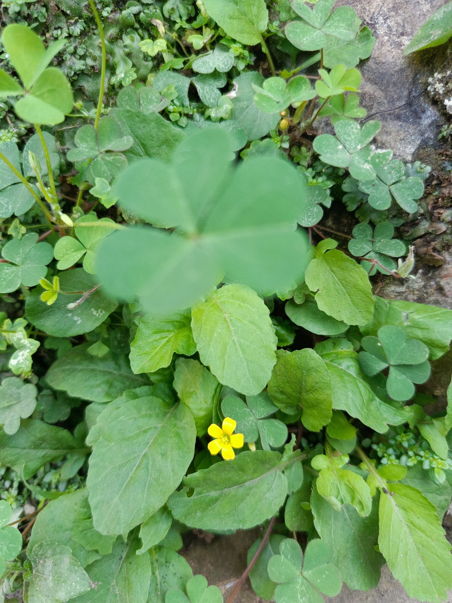 The image shows a close-up of lush green clover and other small plants growing amongst rocks, with a single, small yellow flower in the center. The scene appears to be an outdoor environment, possibly a garden or a natural area, with rough, greyish-brown rocks forming part of the background. The foliage is dense and varied, with some leaves showing lighter green markings. There are no people or animals visible in the image. The lighting suggests it is daytime. The location in Margajaya, Indonesia, is not visually discernible from the image itself.