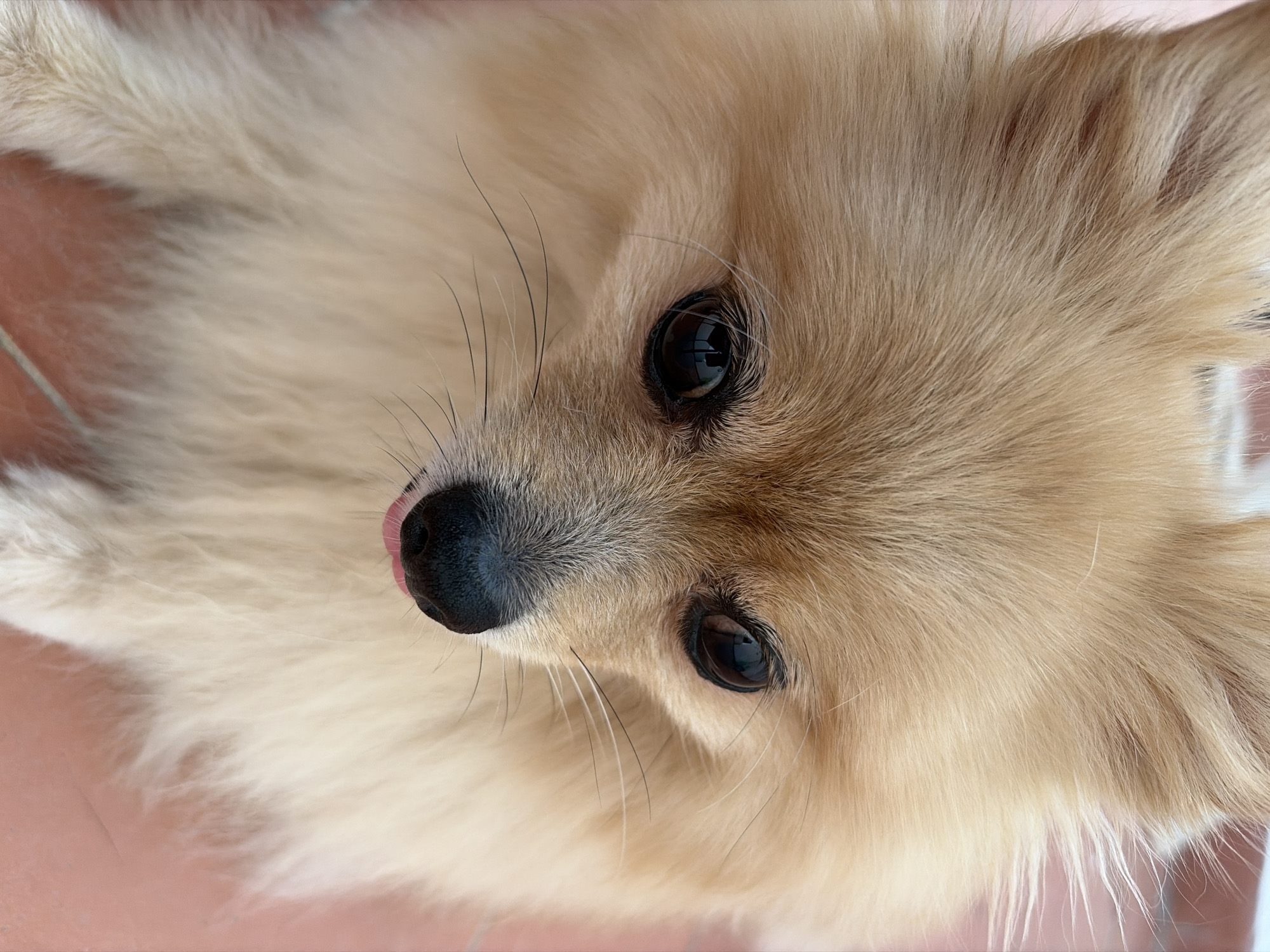 A close-up, eye-level shot shows a Pomeranian dog facing forward and slightly downward. The dog has light brown fur with lighter colored fur around its muzzle and chest. Its eyes are dark and round, and a small pink tongue is visible protruding from its mouth. The background is blurred, with what appears to be a textured reddish-orange surface beneath the dog, suggesting it may be resting on a tiled floor. The scene is likely indoors or in a sheltered outdoor area. The image does not contain any elements that would indicate a specific location in Torrevieja, Spain.