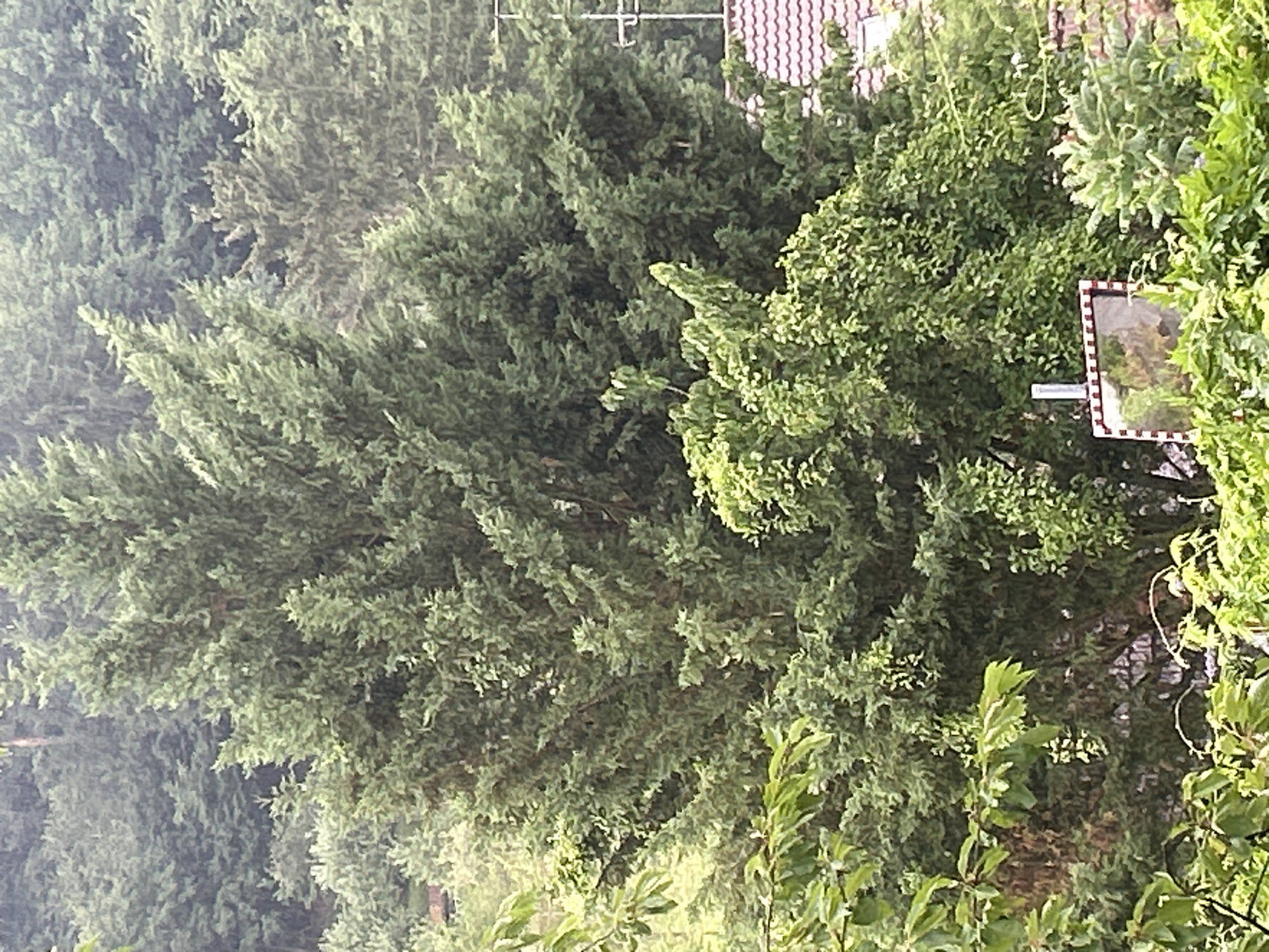 The image depicts a dense cluster of evergreen trees, likely cypress or fir, dominating the frame. These trees are situated on a slightly inclined slope, typical of the hilly terrain found in Stuttgart, Germany. The foliage is a rich green, with some areas appearing lighter and more feathery, suggesting different species or varying light conditions.
In the mid-ground, a portion of a reddish-brown tiled roof is visible, indicating the presence of residential buildings adjacent to the forested area. A white antenna or pole with crossbars extends upwards from the roofline.
In the foreground, a white post with a red and white striped border is visible, supporting a square mirror. The mirror reflects the surrounding greenery and a portion of the sky. Lush green bushes and branches of deciduous trees partially obscure the lower part of the scene.
The overall atmosphere is one of natural abundance, with a hint of urban proximity suggested by the roof and antenna. The lighting suggests it might be an overcast or foggy day, as there are no strong shadows.